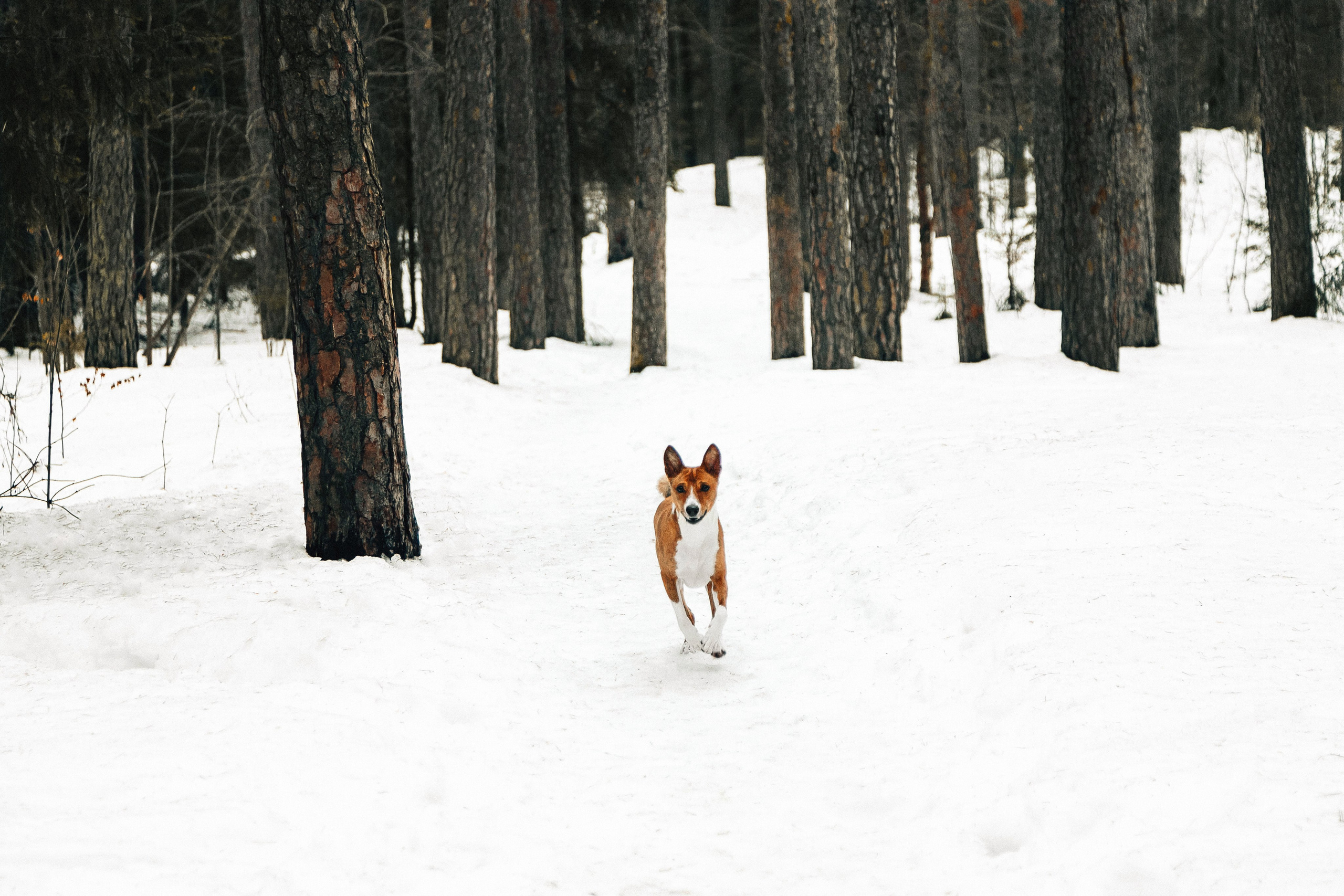 Басенджи Мэнни. Htykk_photo