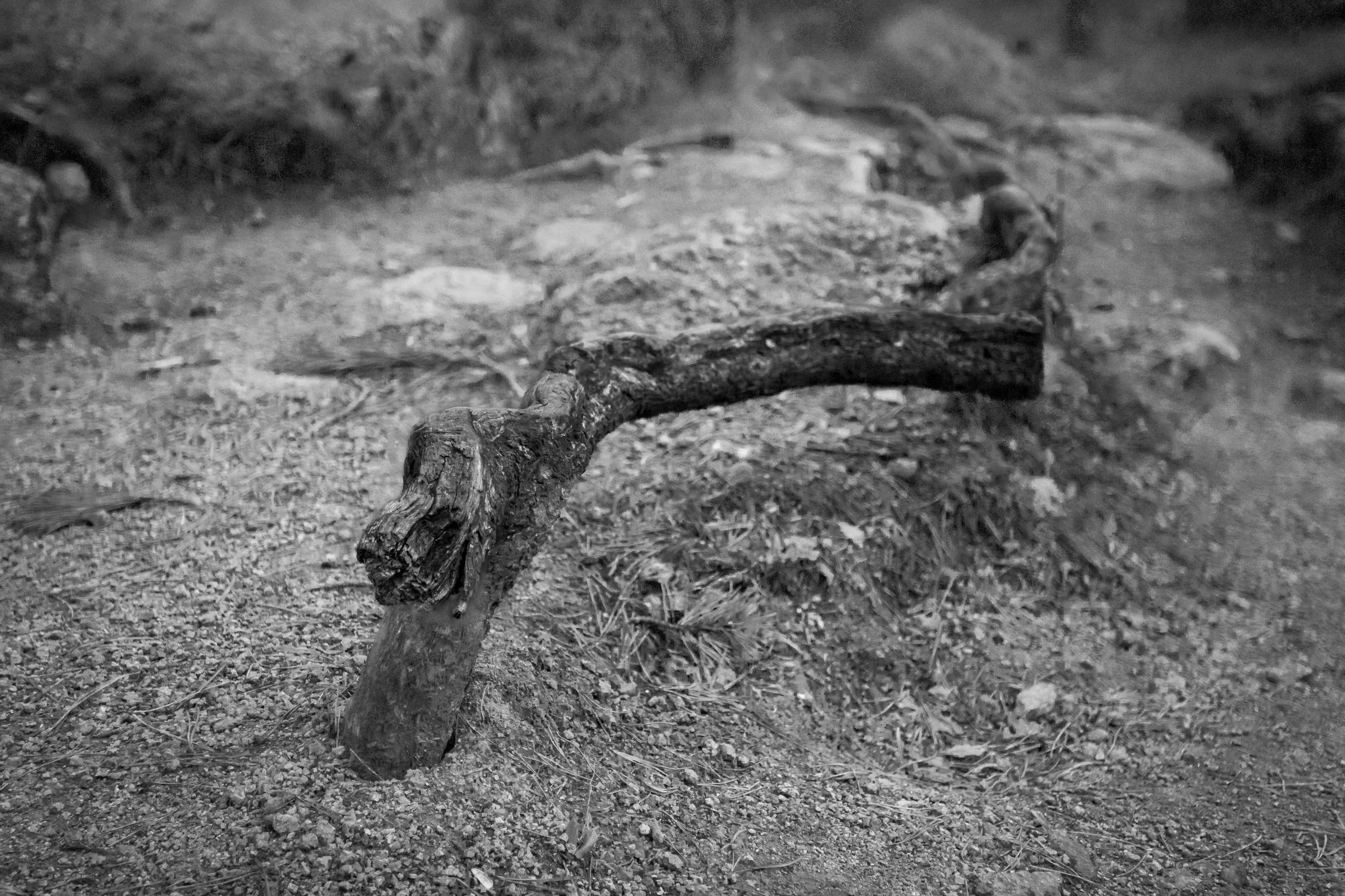 Серия «Горные обитатели». Фотограф в Москве Татьяна Макотра