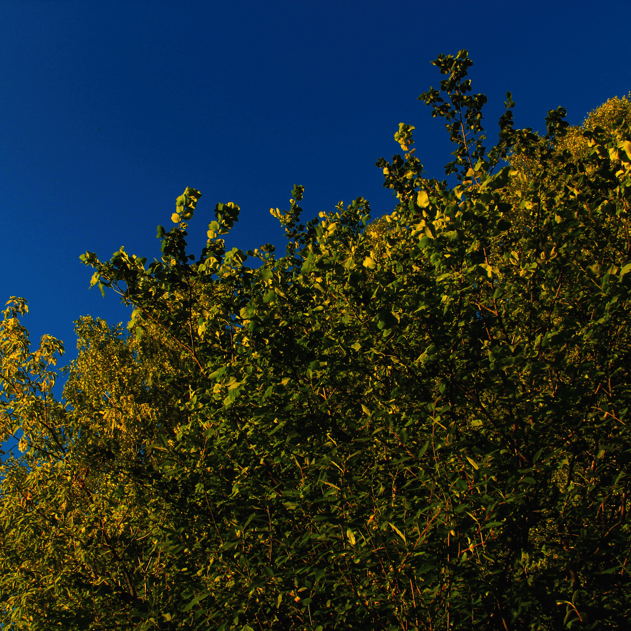 Summertime. Фотограф/дизайнер в Екатеринбурге Хитрый Дмитрий