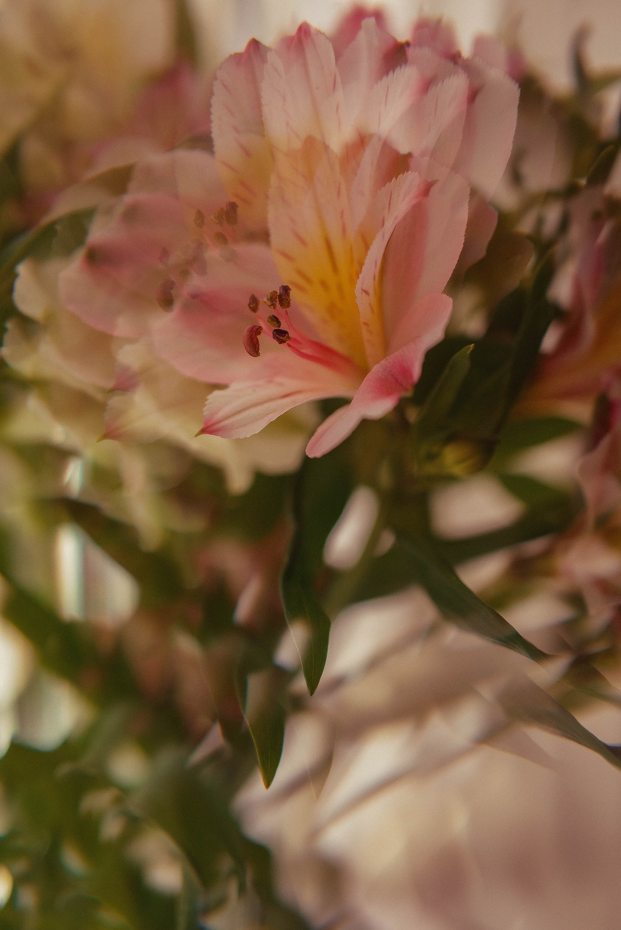 ПРЕДМЕТНАЯ/ МАКРО. Фотограф Фомина Екатерина Сергеевна