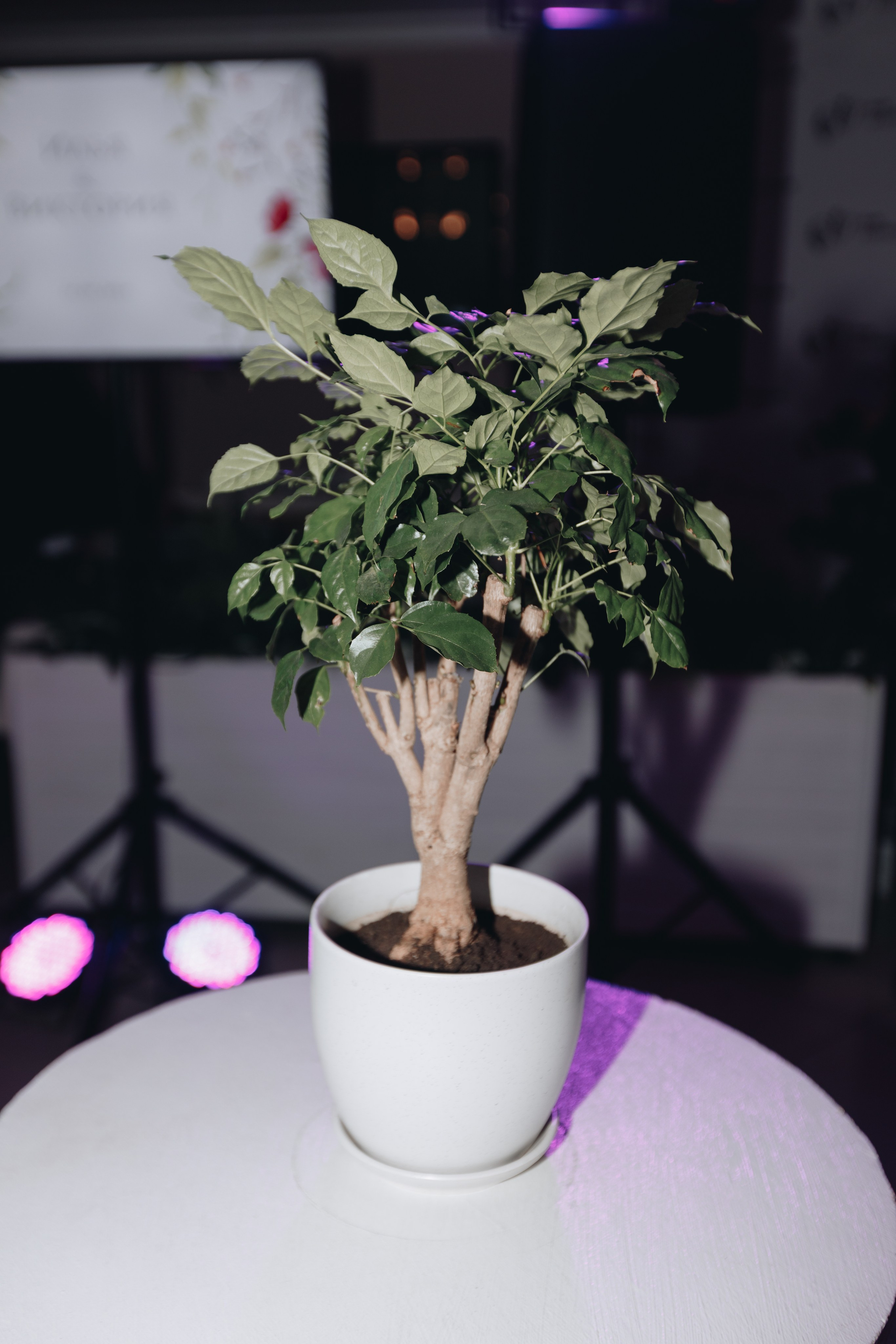 В+И. Свадебный семейный фотограф и видеограф Гомель Минск Беларусь Европа