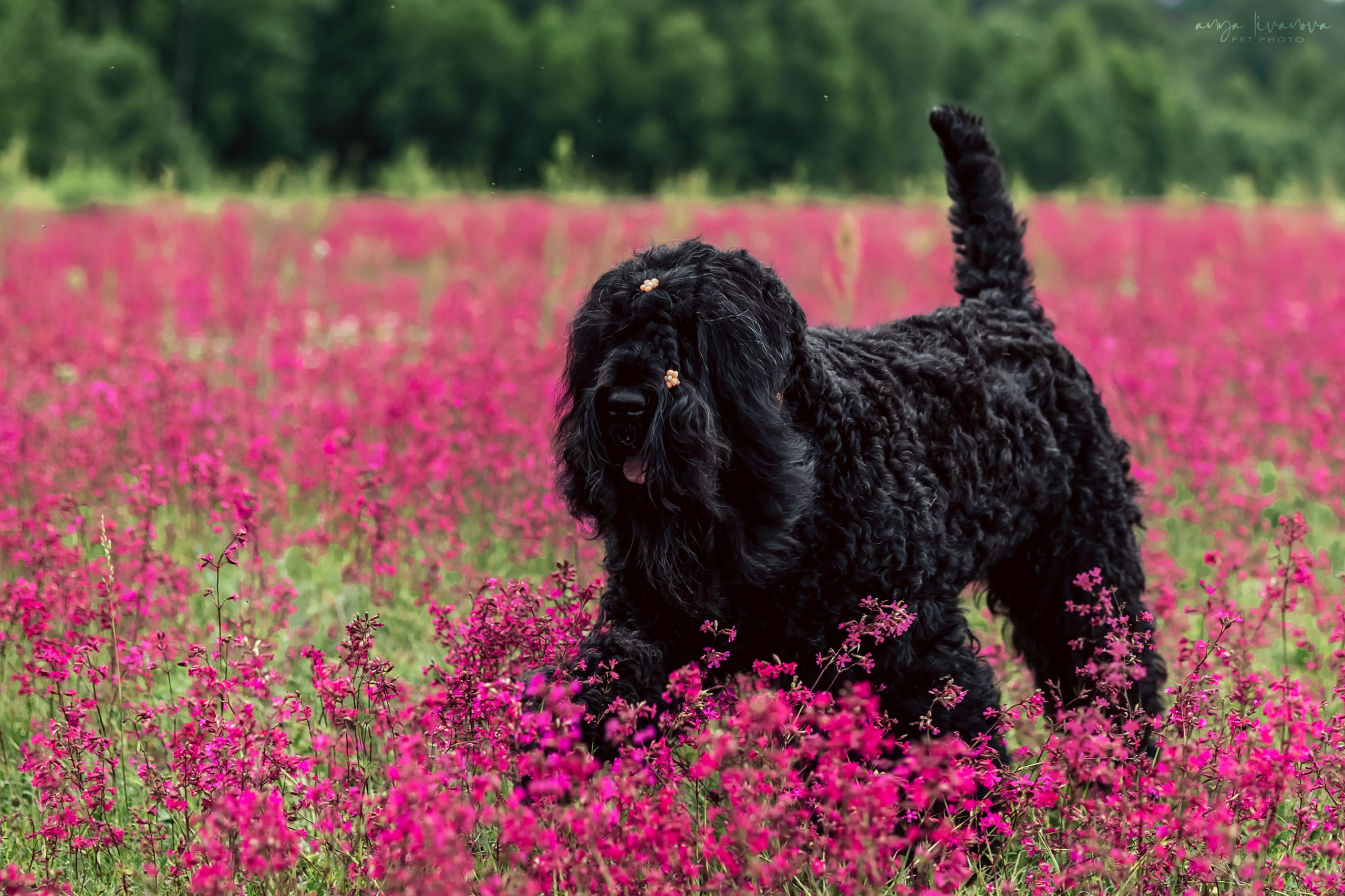 Смолка клейкая. Фотограф анималист Аня Ливанова | Рыбинск