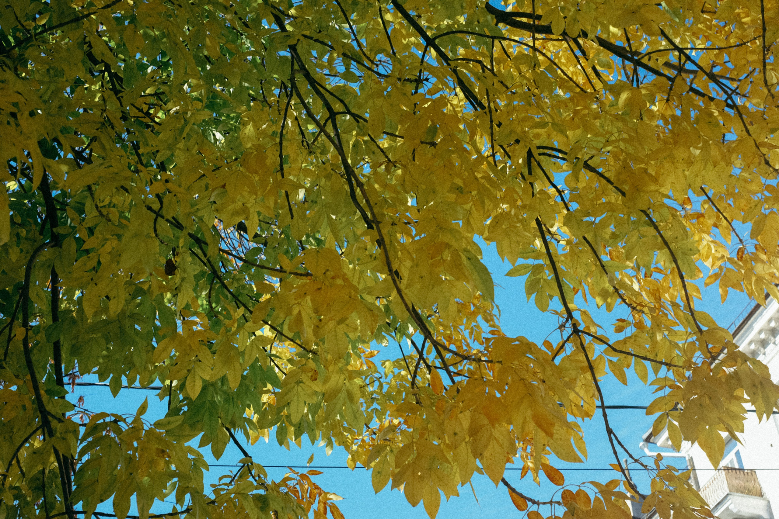 Осень. Фотограф Мурманск | Нижний Новгород • Анна Хижняк