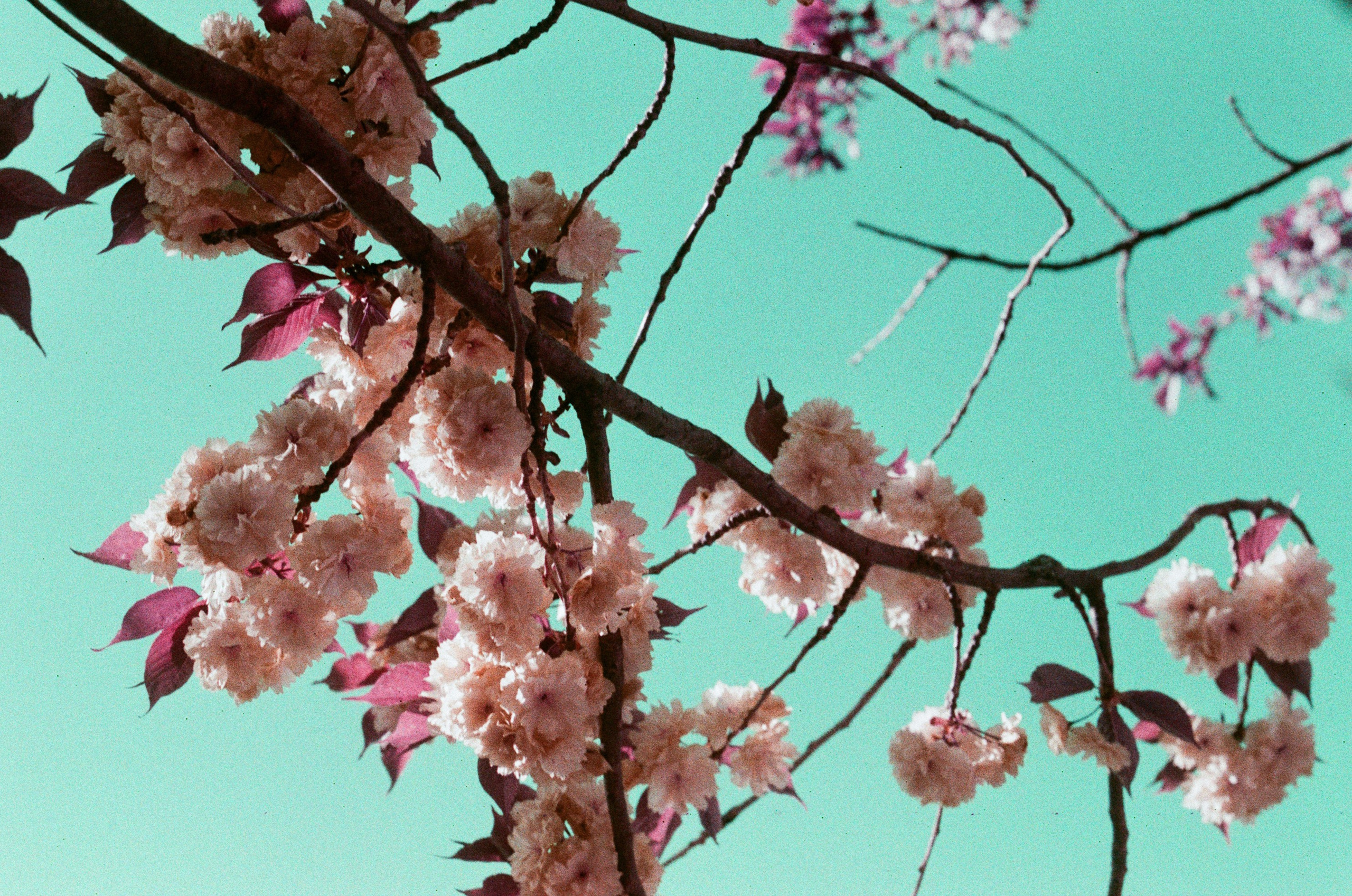 Sakura blues // ukraine, crimea IX. EVER EXPOSED