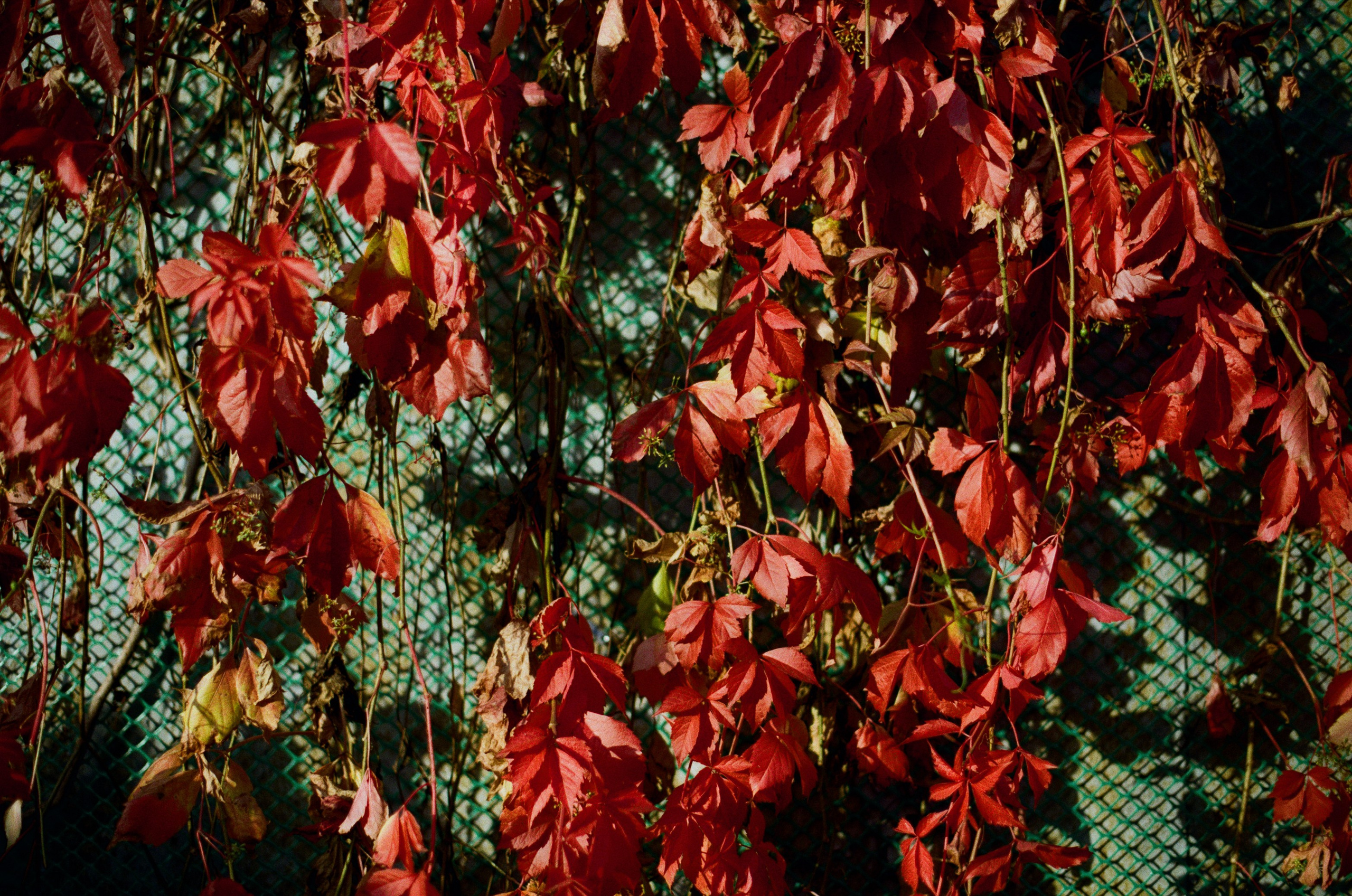 My name is dust // kostroma. EVER EXPOSED