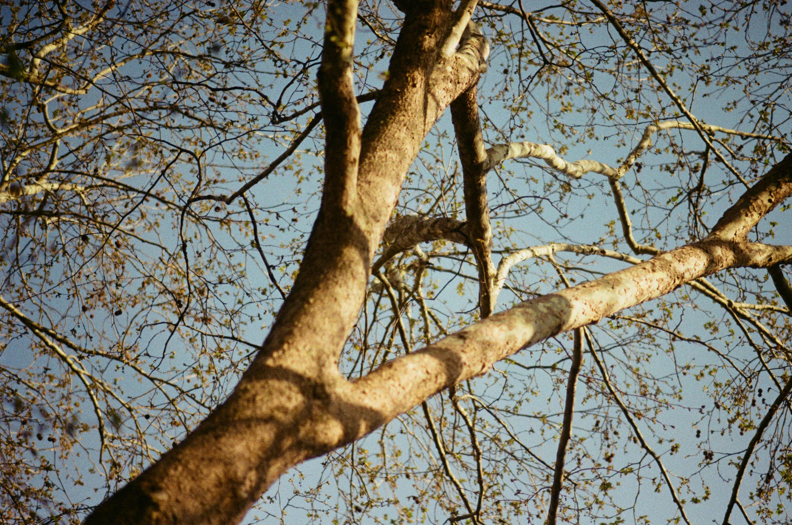 Sakura blues // ukraine, crimea II. EVER EXPOSED