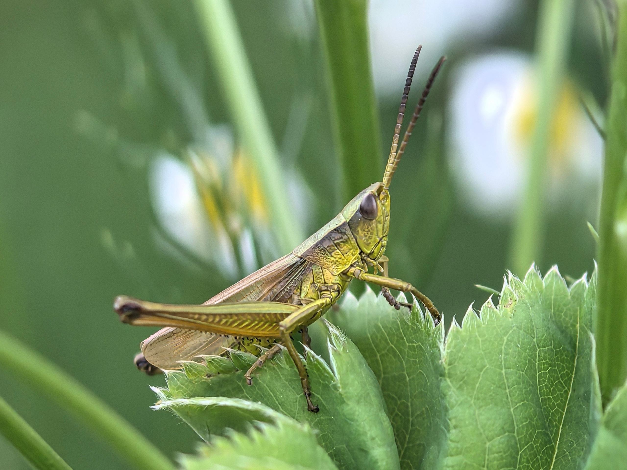 ПочтиМАКРО. Школьные выпускные альбомы в Москве Марина Николаева