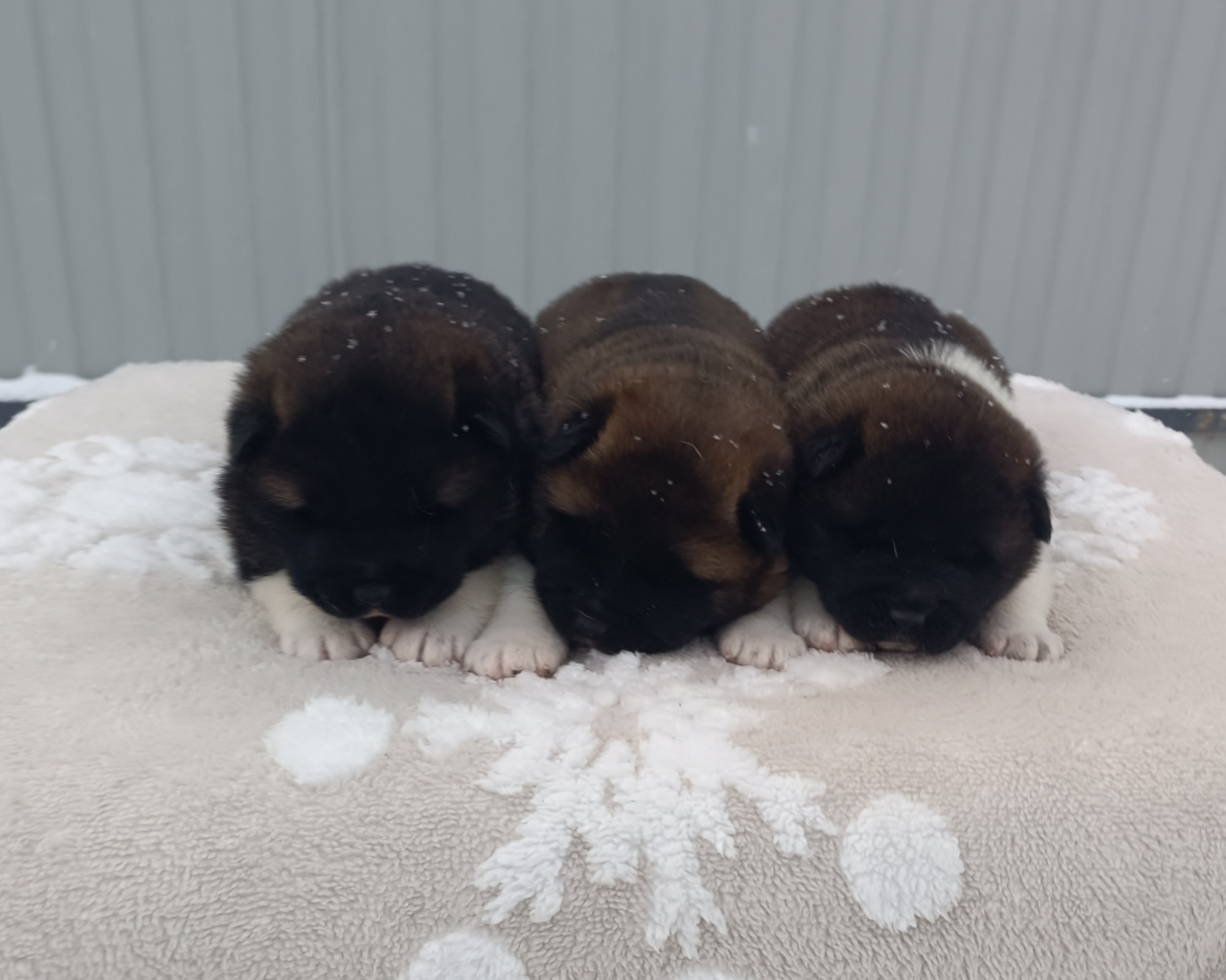 Американская акита  щенки питомник Санкт-Петербург клубные щенки Американская акита питомник RUBYLIGHT Рубилайт купить щенка американской акиты