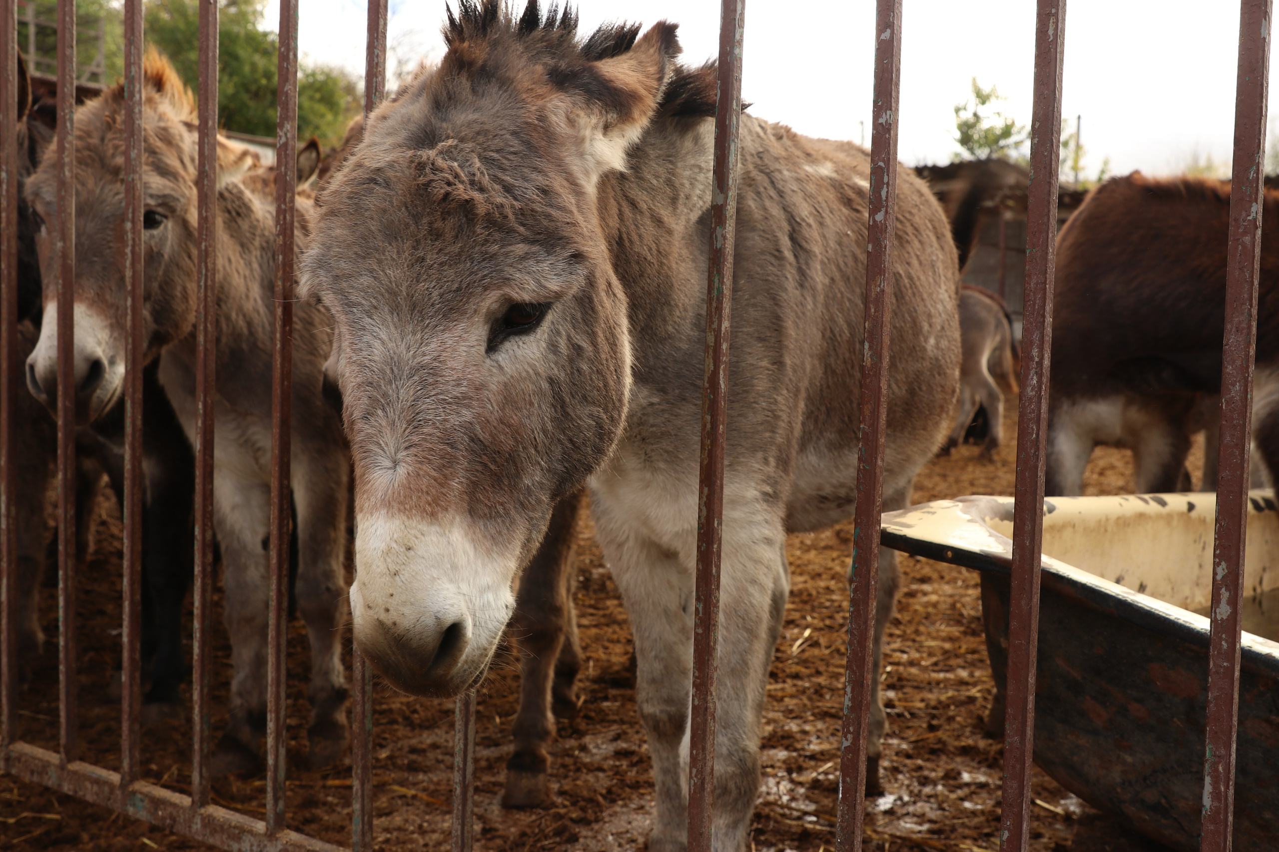 Крым. ЮБК (Гурзуф, Судак и их окрестности). Ноябрь 2023. Путешественник-фотограф из Санкт-Петербурга Татьяна Свистулина