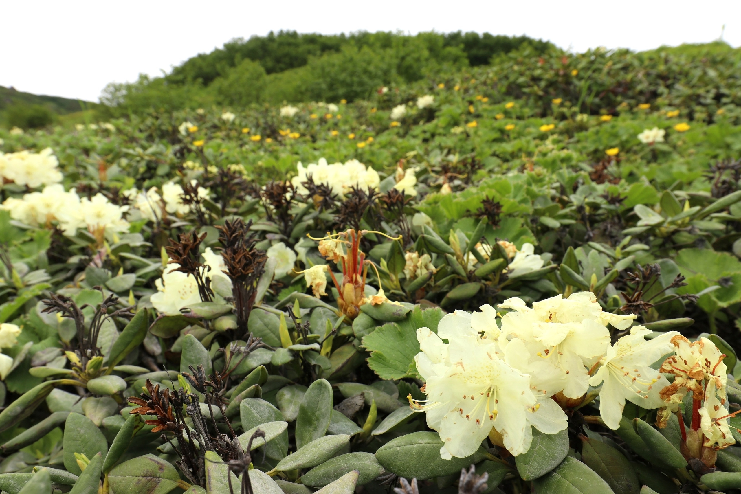 Камчатка и о. Парамушир. Июль 2024. Путешественник-фотограф из Санкт-Петербурга Татьяна Свистулина