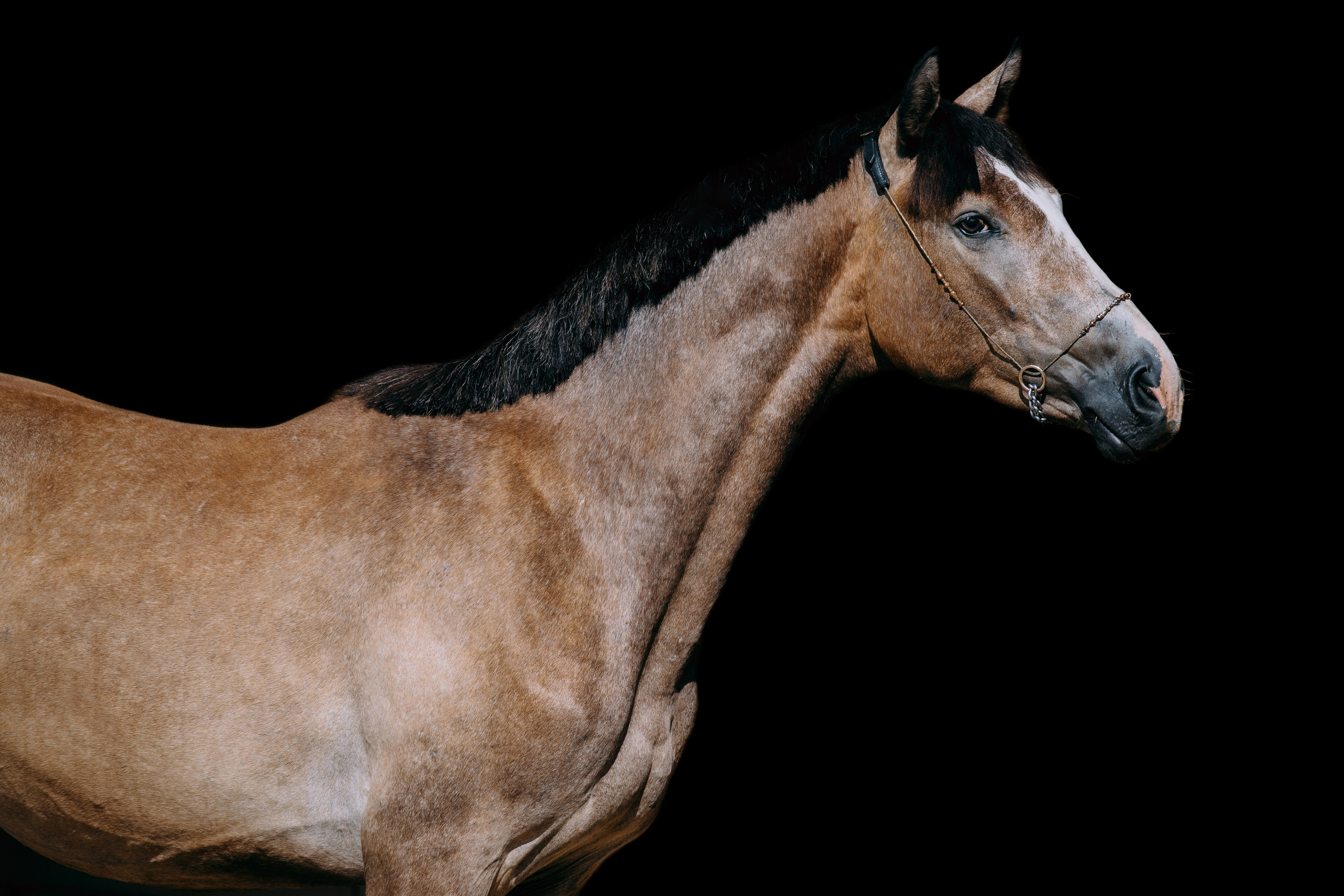 На черном фоне. Фотограф-анималист Ксендзова Кристина