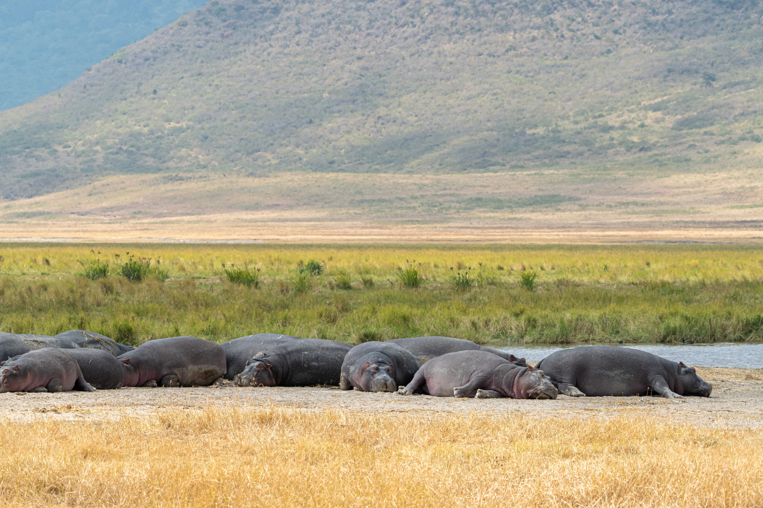 Танзания, сафари, 2025. Творческие сьемки