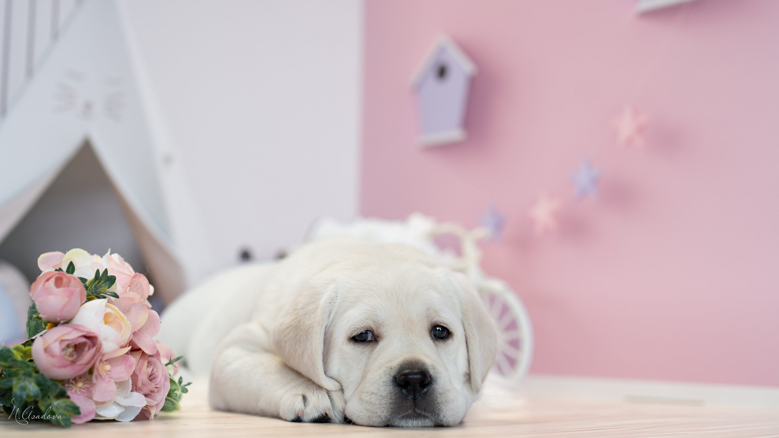 Лабрадоры Помет Ч. Фотограф-анималист Асадова