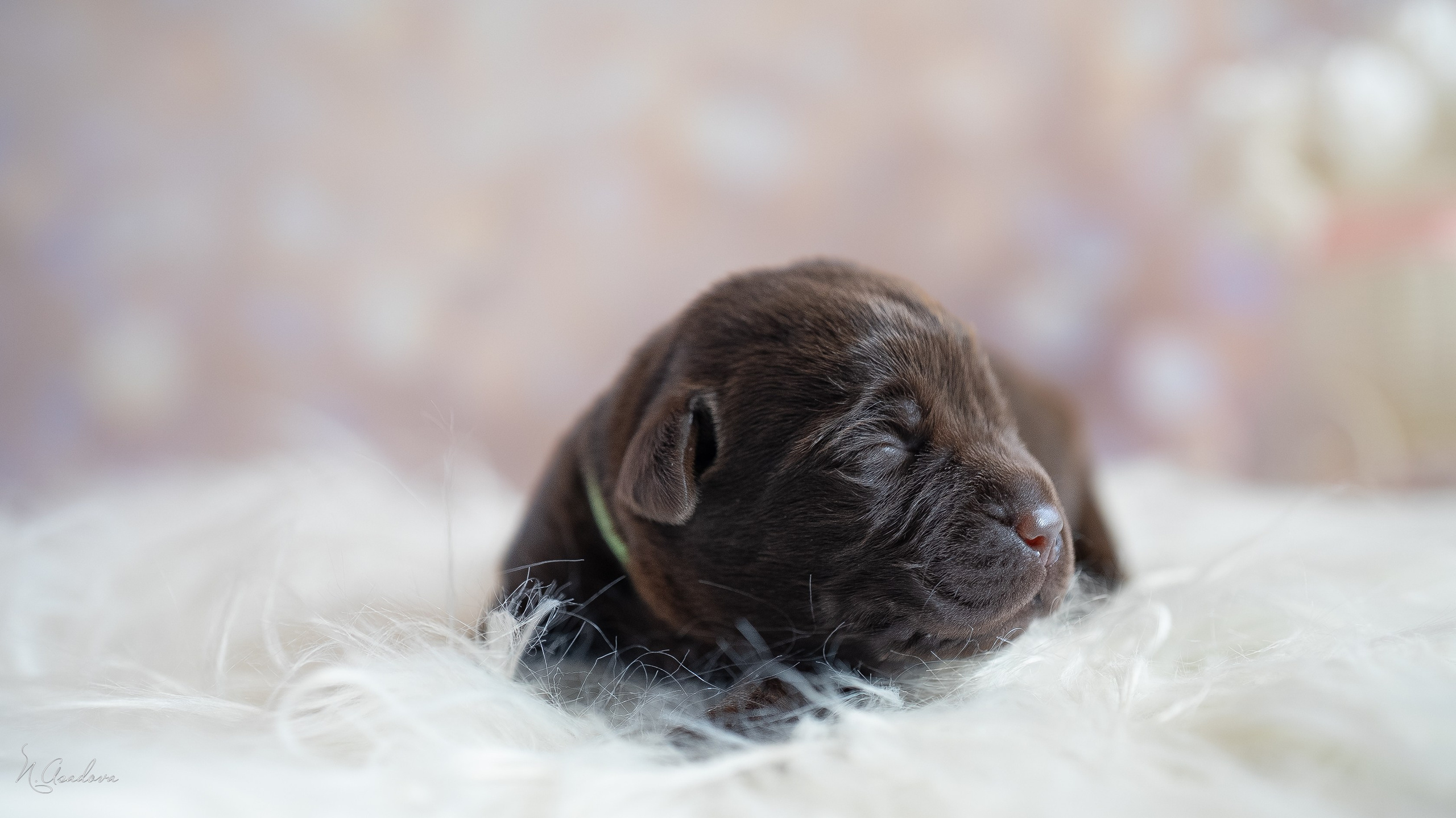 Новорожденные лабрадоры. Фотограф-анималист Асадова