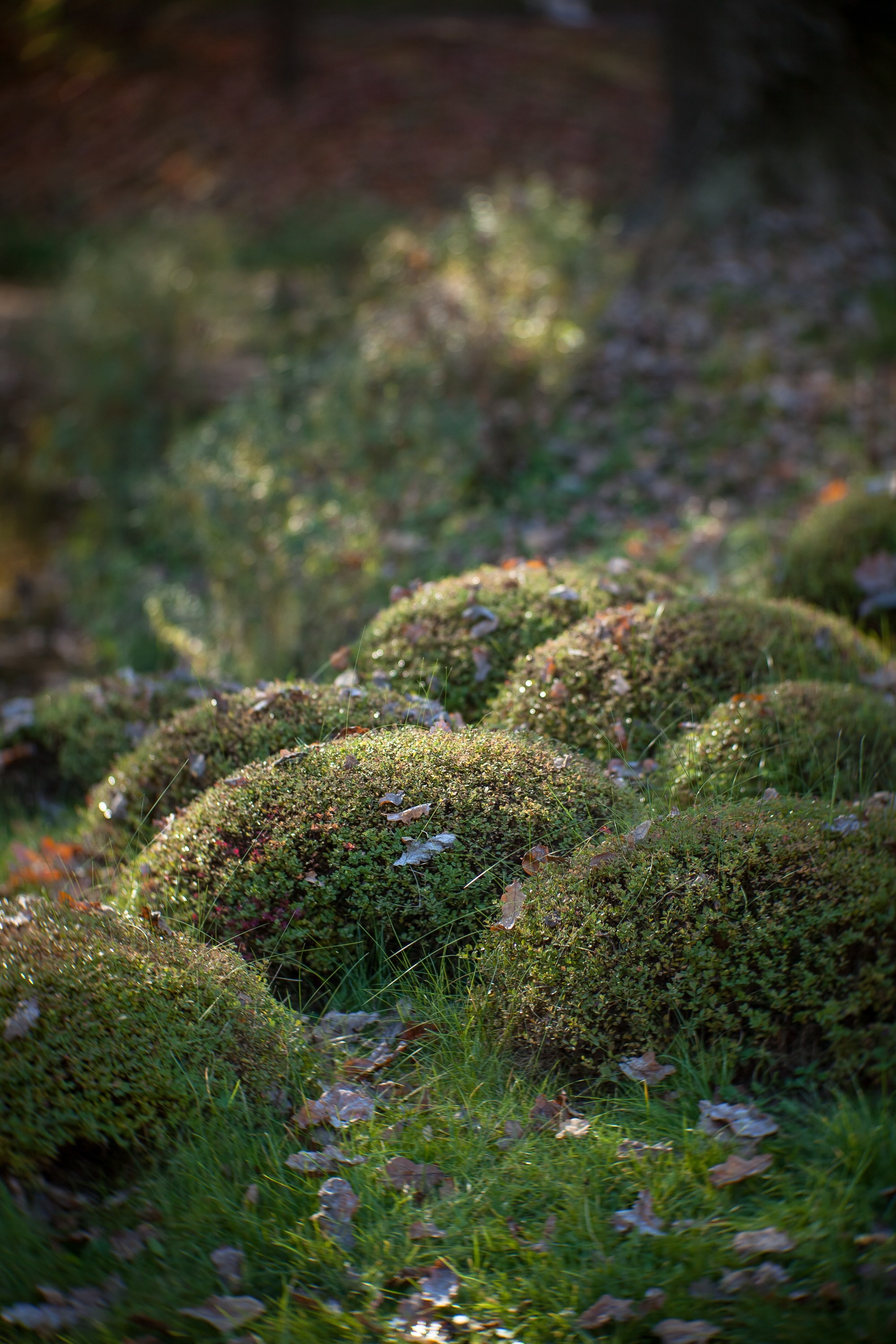 Ботанический сад имени Н. В. Цицина. Фотограф Виталий Туманов. Туманов Виталий — фотограф Москва