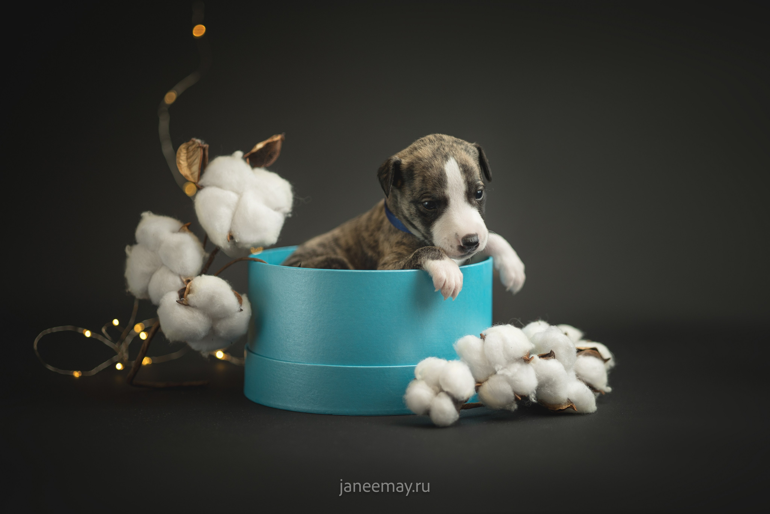 Малыши уиппеты Великбековых. Фотограф анималист в Москве Майорова Евгения