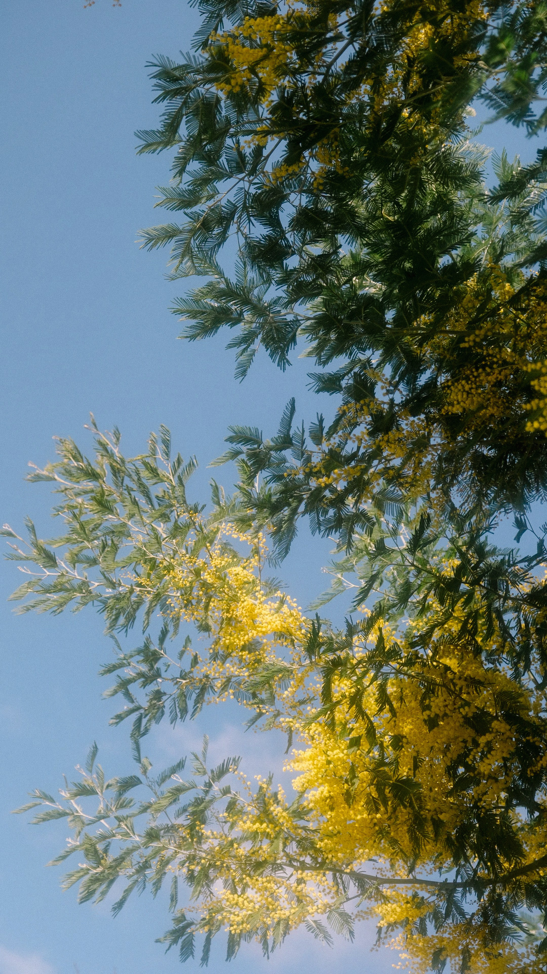 Русская Душа. Свадебный Видеограф Фотограф в Сочи