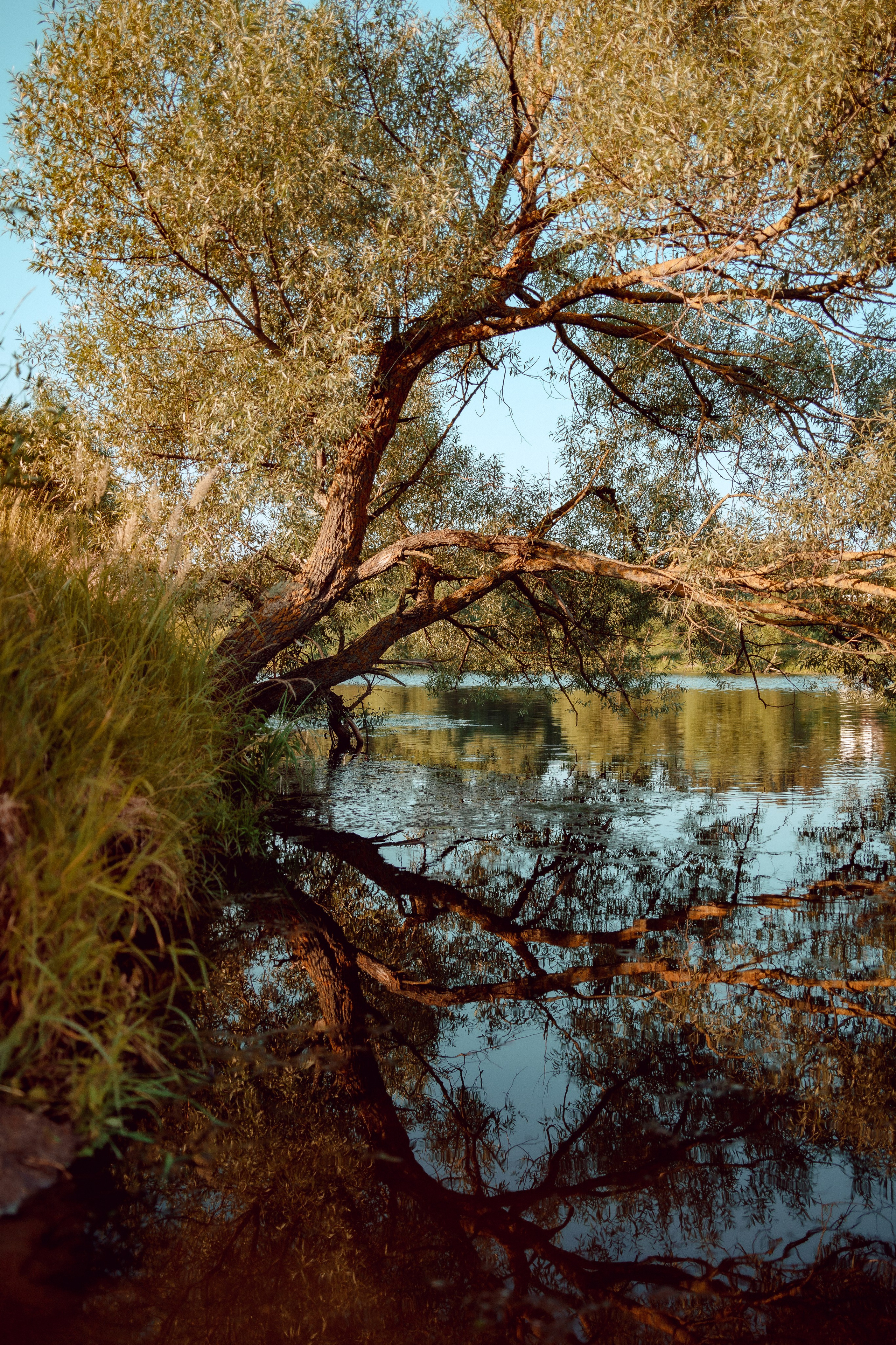 Купание лошадей 05.07.2024. Портретный и семейный фотограф в Москве/Видное
