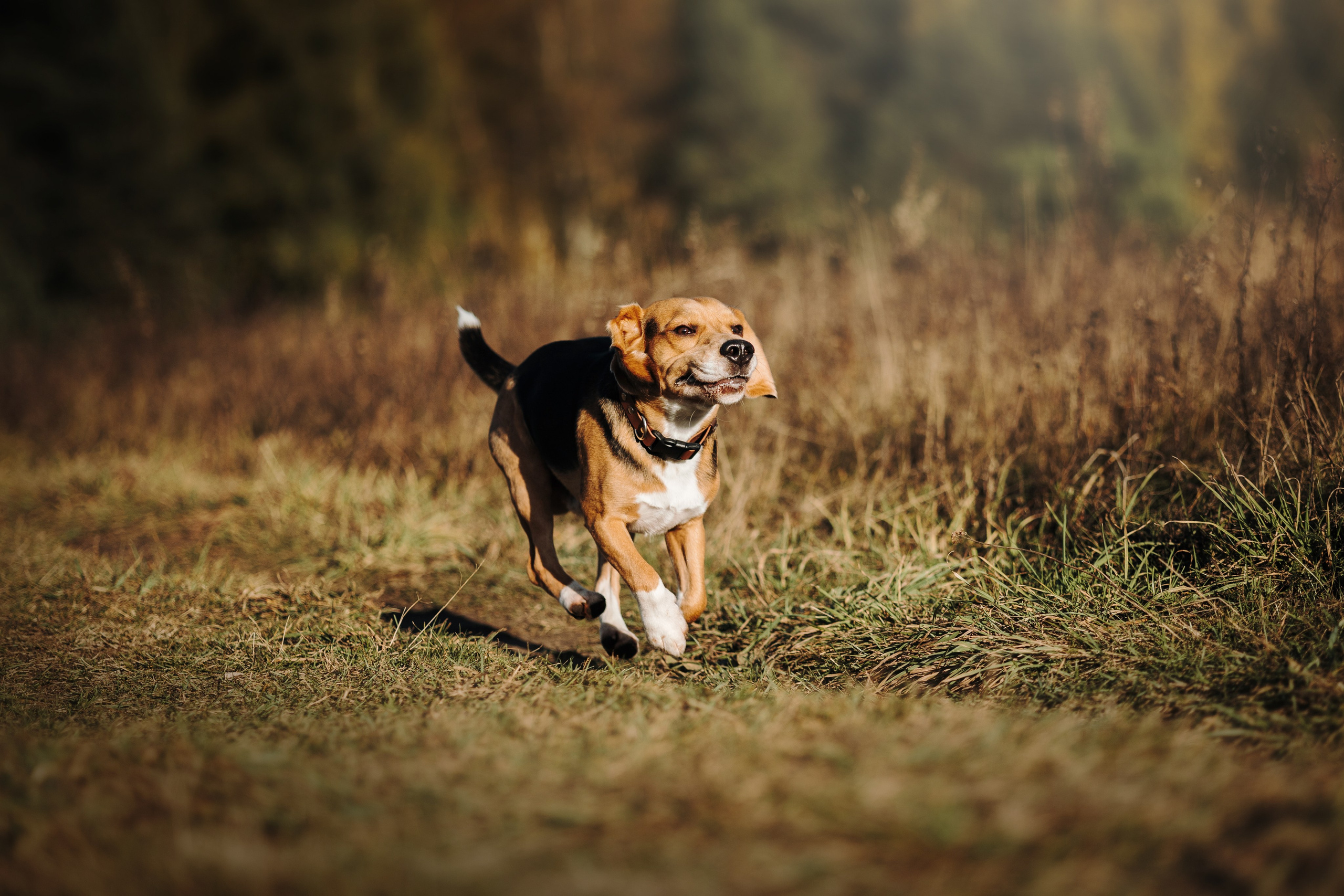 Оуджи и его семья. Фотограф — Анималист | Санкт-Петербург