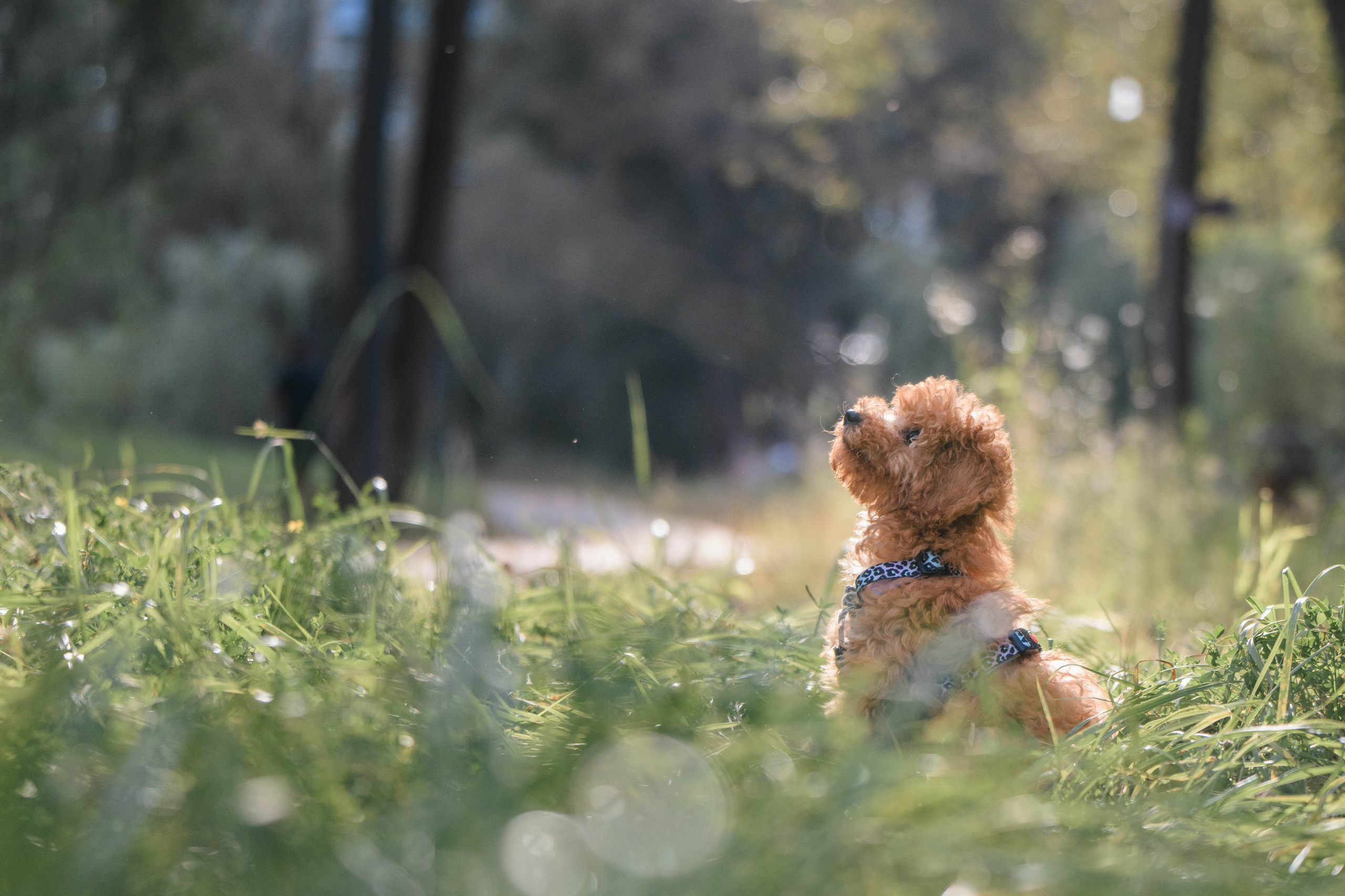 Щенок той-пуделя. Фотограф Анималист в Москве Анастасия Жучкова
