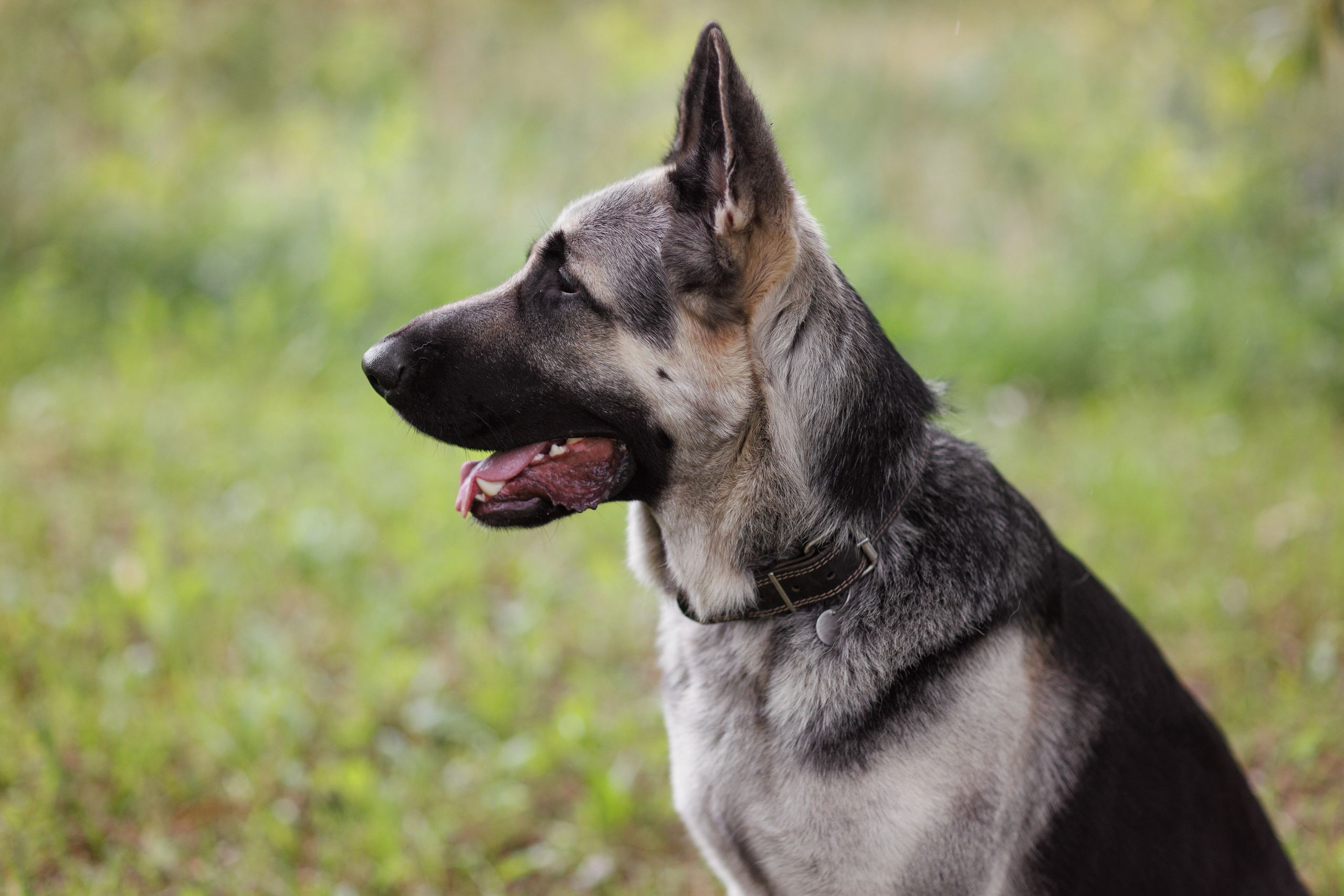 Оксана И Норд. Фотограф — Анималист Наталья Тямушева