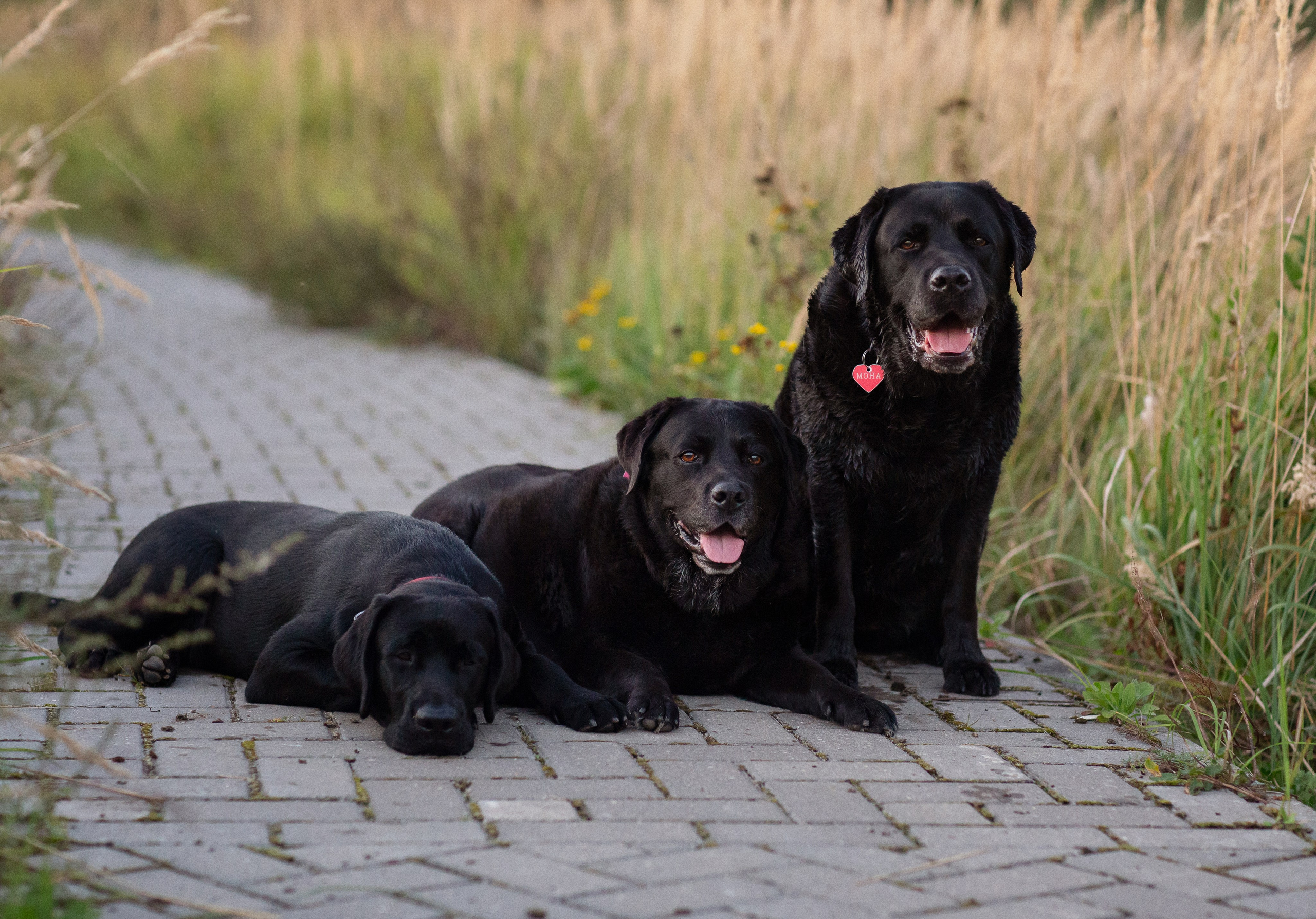 Услуги. Фотограф — Анималист Наталья Тямушева
