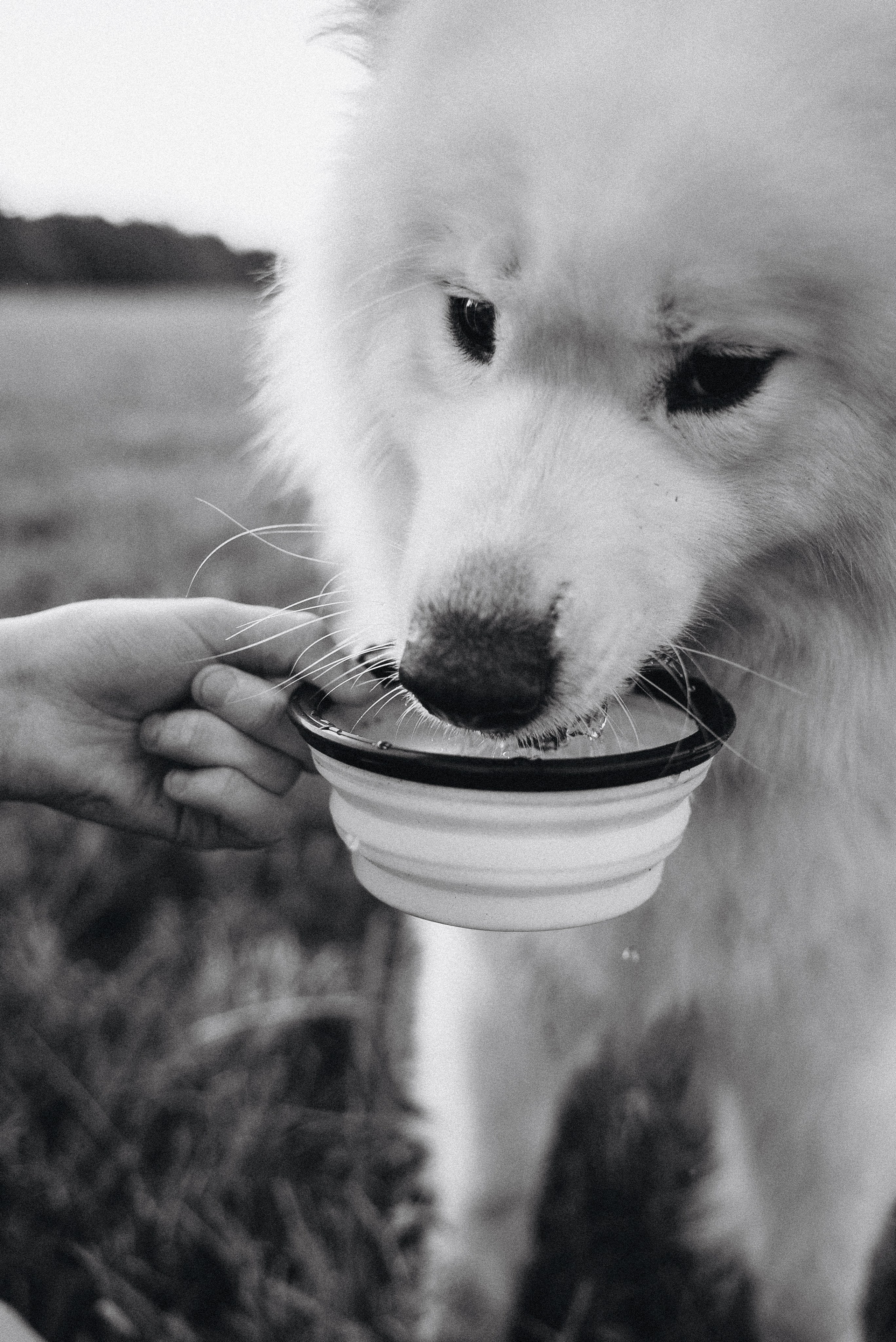 Алёна и Челси. Фотограф-анималист Богданова Полина