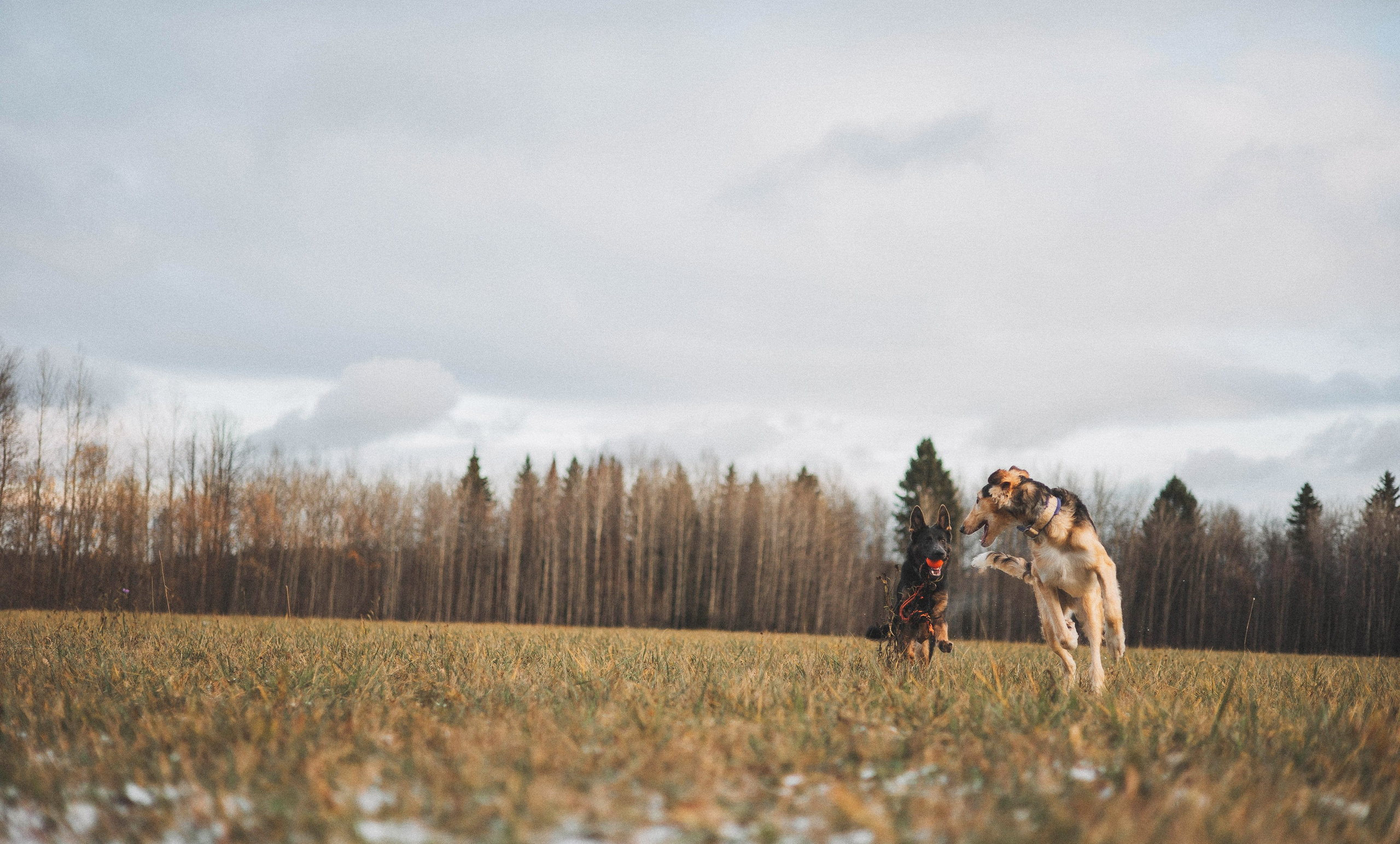 Алена, Леви и Микаса. Фотограф-анималист Богданова Полина