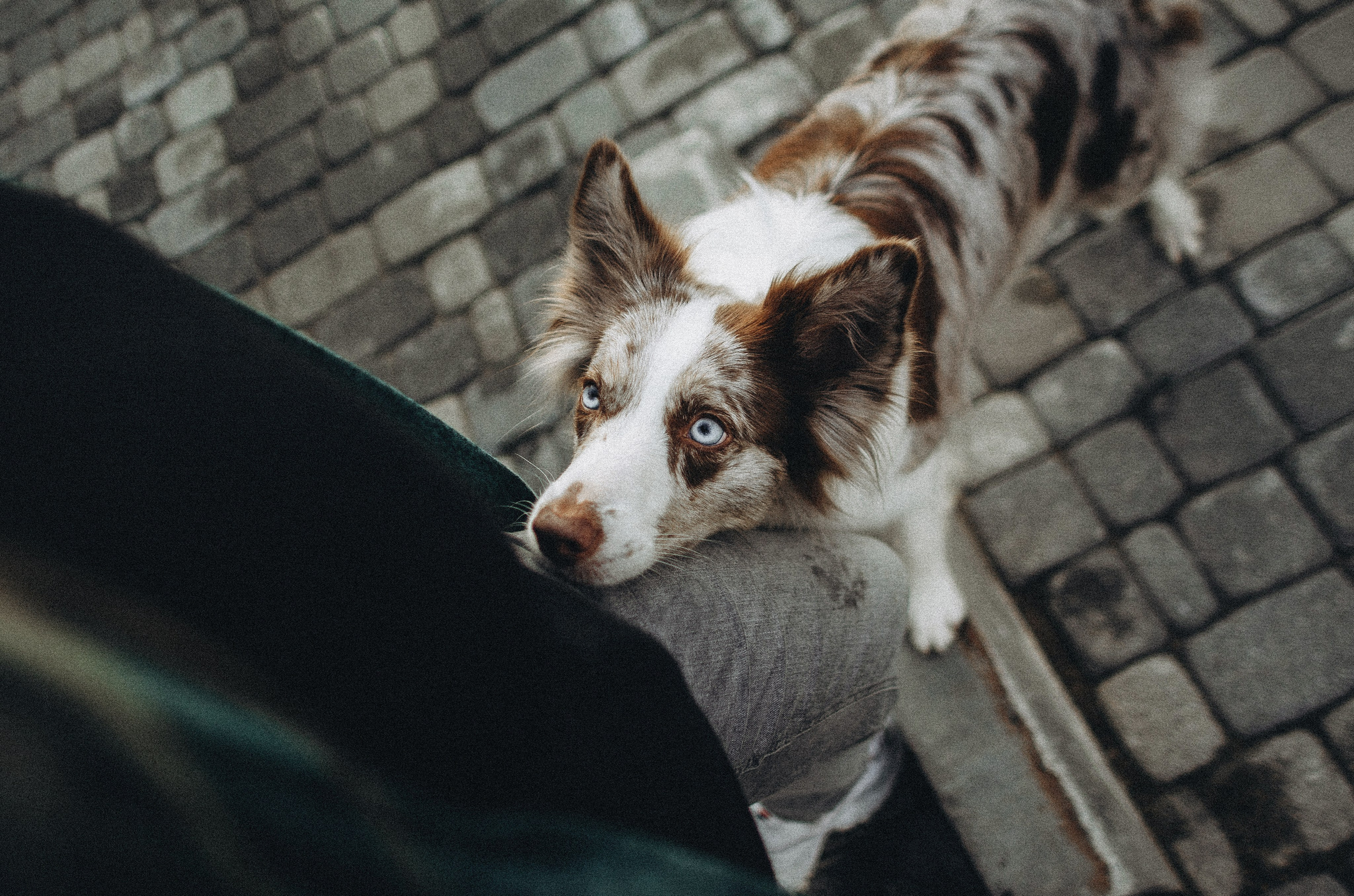 Алина и Бруна. Фотограф-анималист Богданова Полина