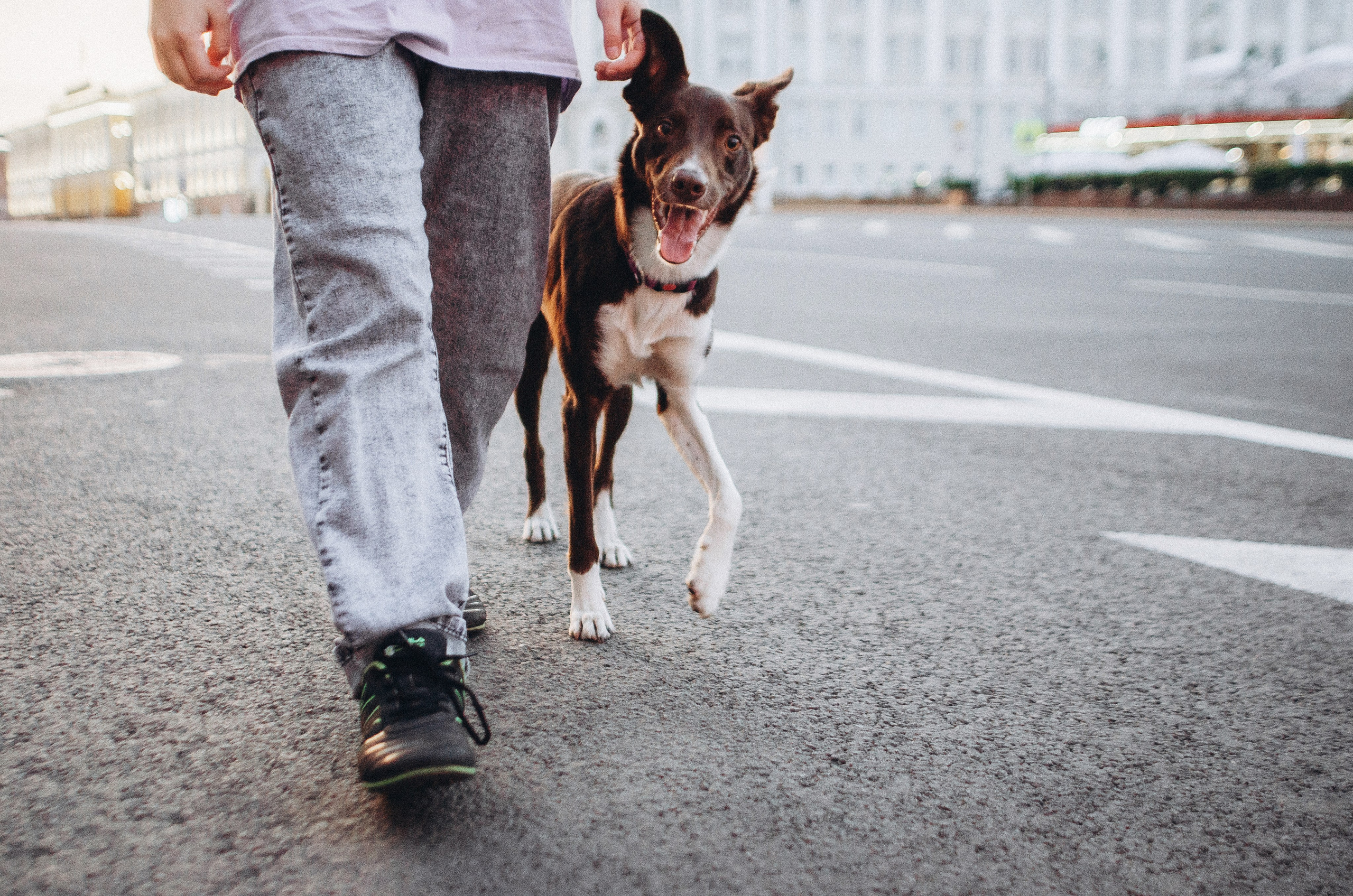 Вика и Эсса. Фотограф-анималист Богданова Полина