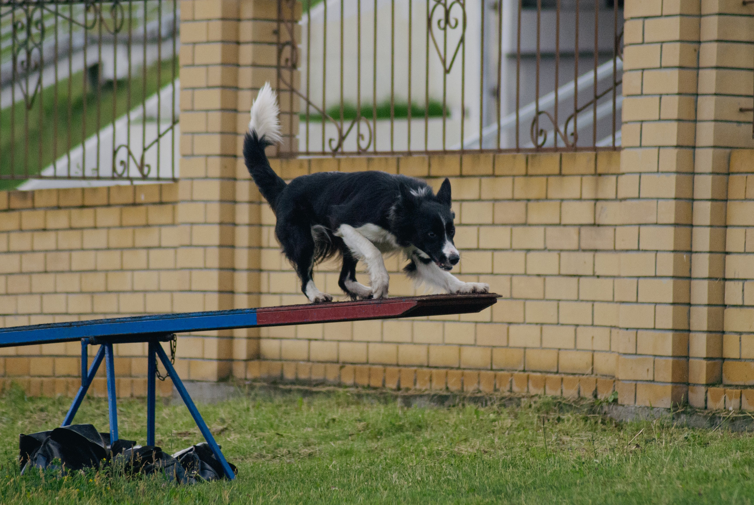 Аджилити. Фотограф в Тюмени Лизавета Сапицкая
