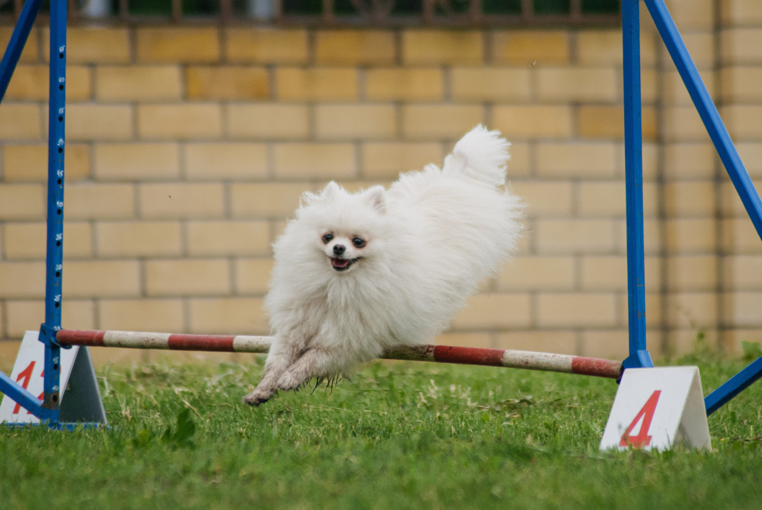 Аджилити. Фотограф в Тюмени Лизавета Сапицкая