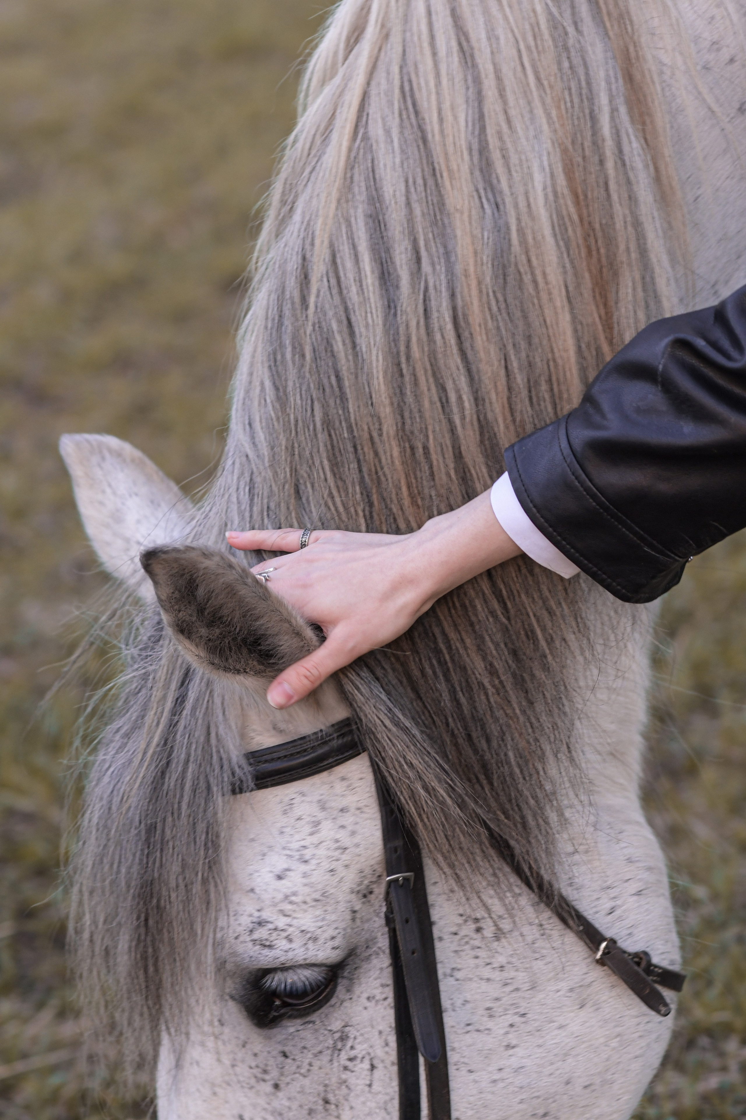 Портретная фотосессия с лошадьми. В созвучии с природой. Фотограф Светлана В. Пронина, Москва