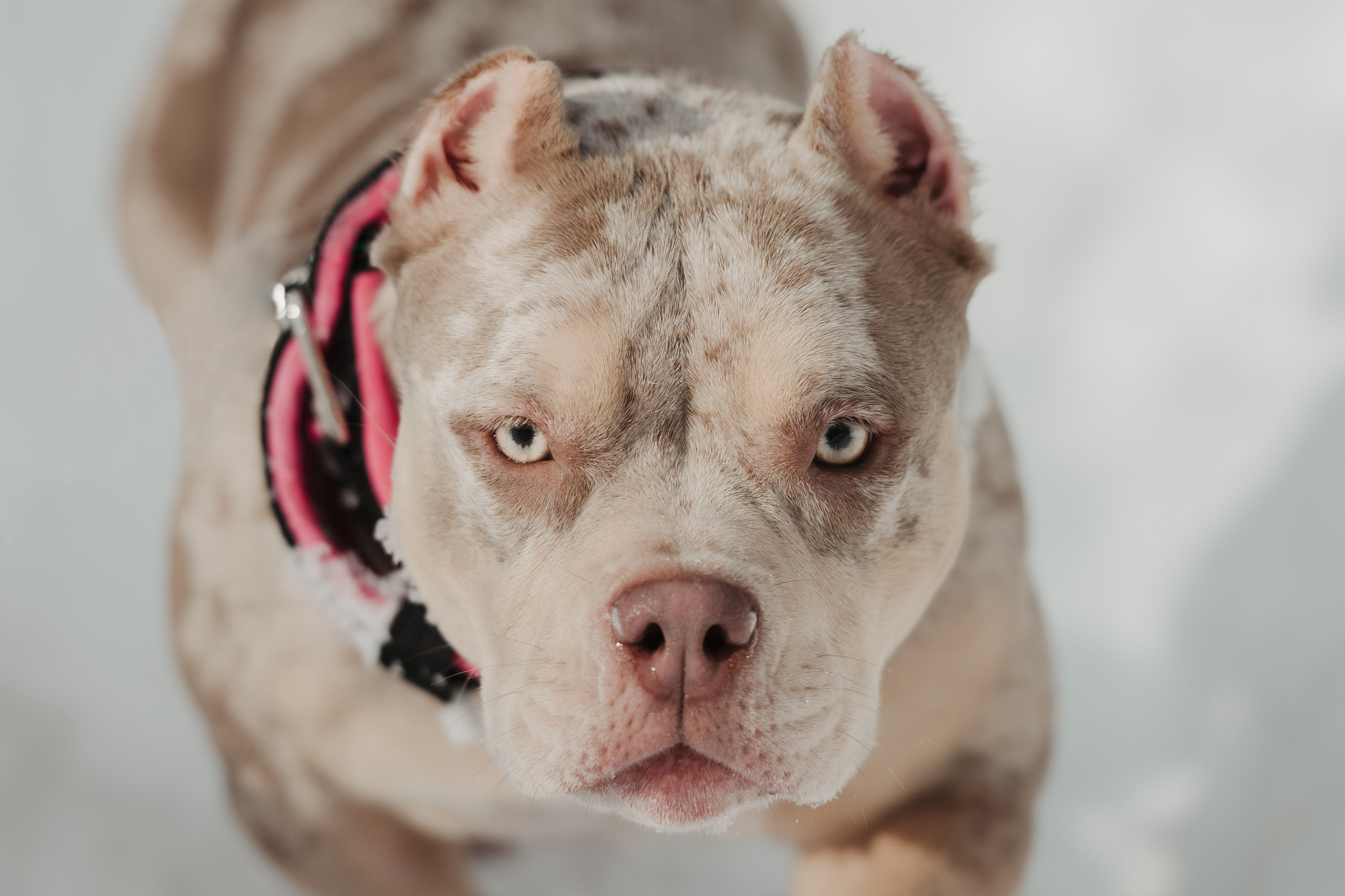 Зимняя LOVE STORY Вики, Артёма и Булочки. Семейный Фотограф в Москве Ирина Хохлова