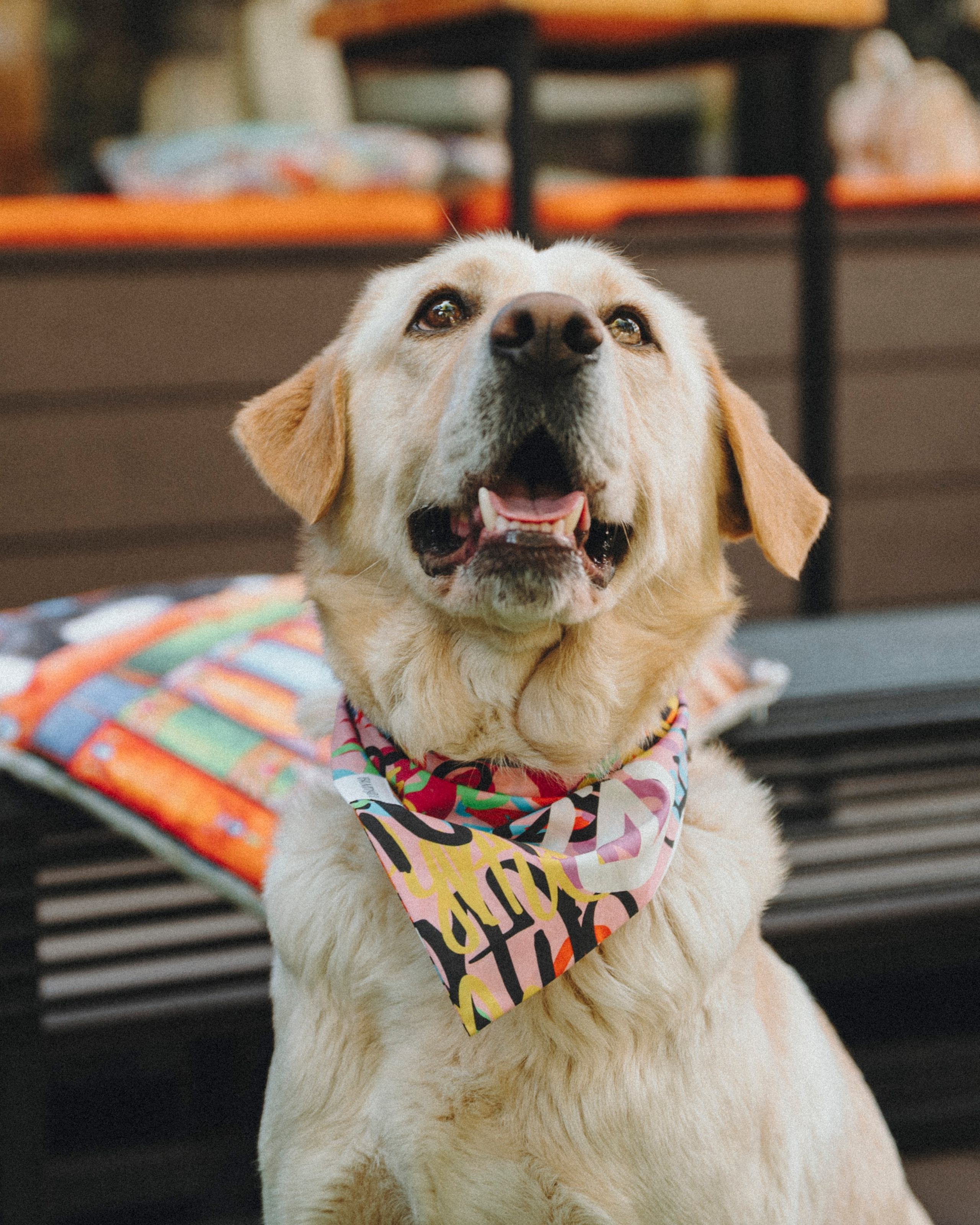 Животные. Фотограф Сочи-Краснодар