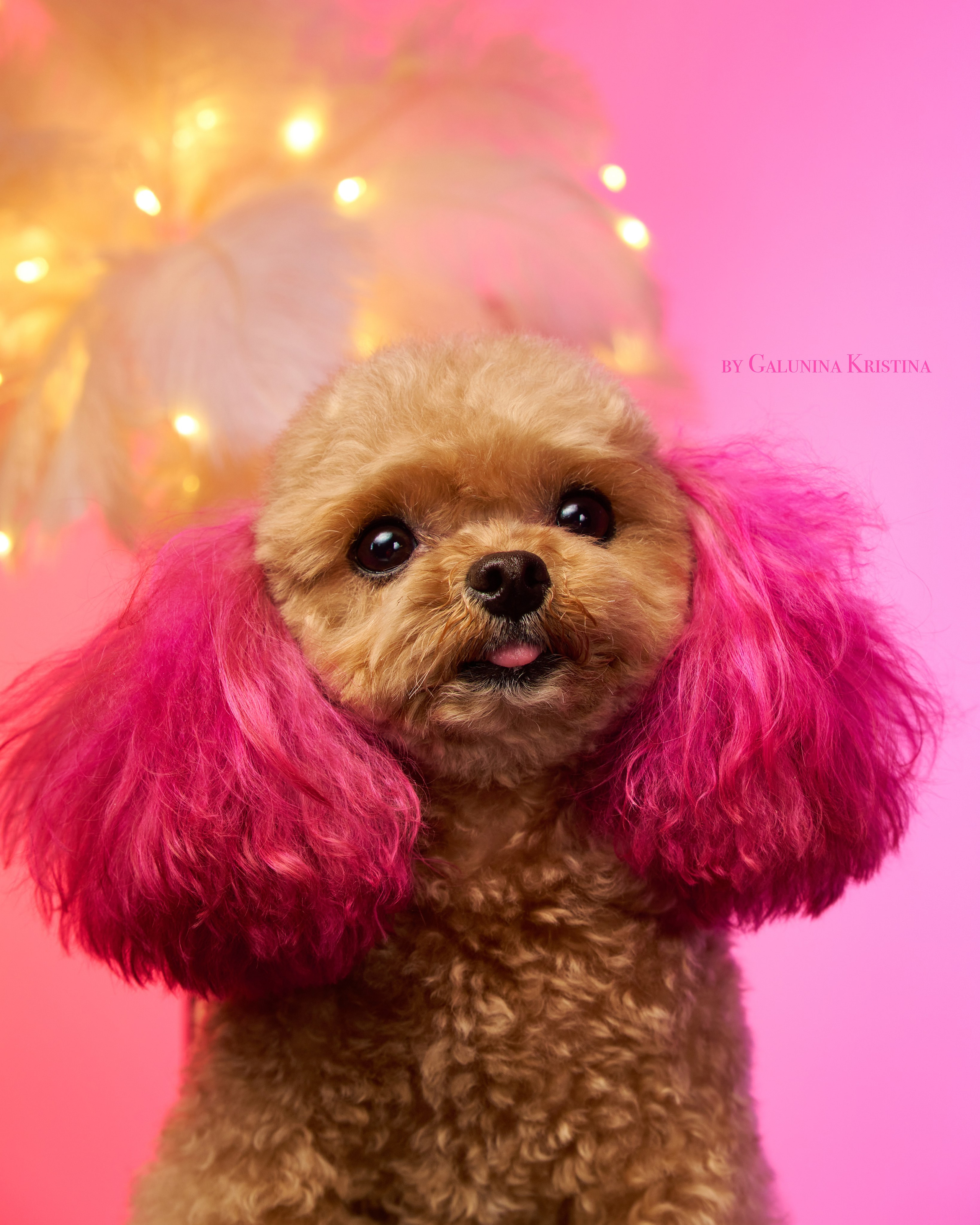 Фото с животными альбом. Фотограф в Москве — Галунина Кристина