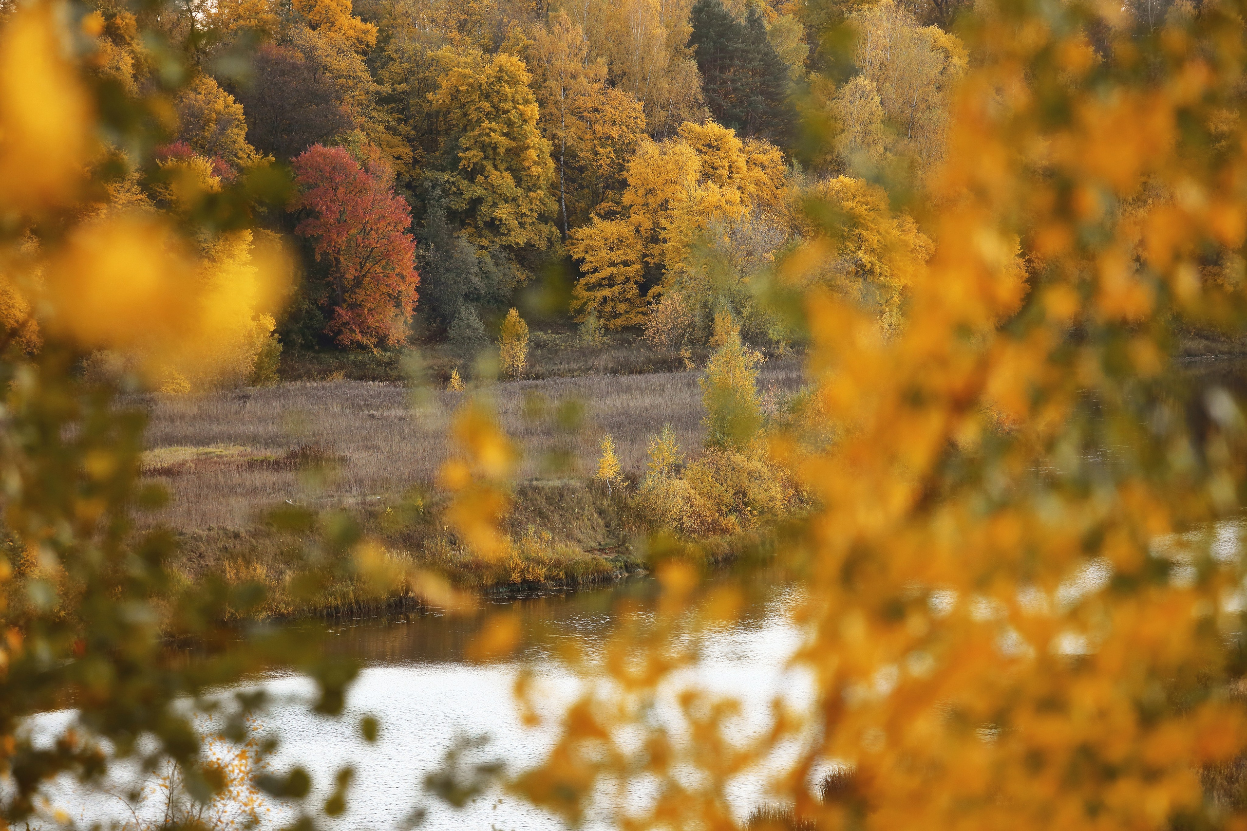 Средняя полоса. Свадебный и репортажный фотограф в Ярославле и Санкт-Петербурге Роман Микрюков