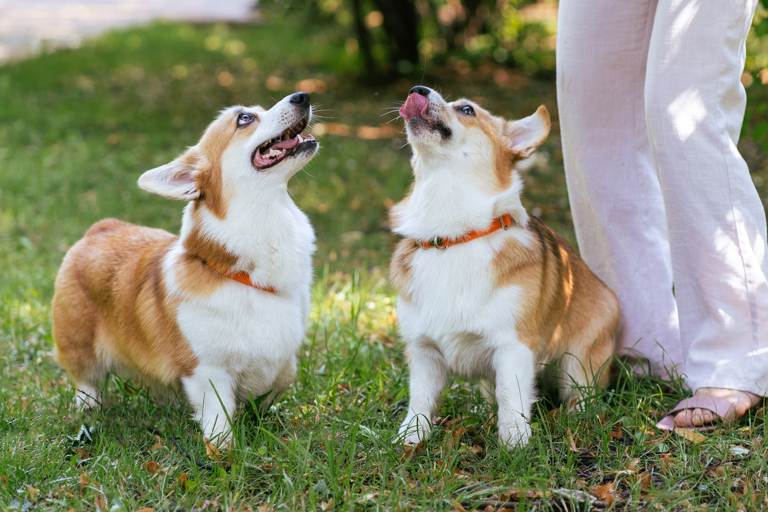 Ольга и коржики. Свадебный фотограф в Москве Анна Полушина