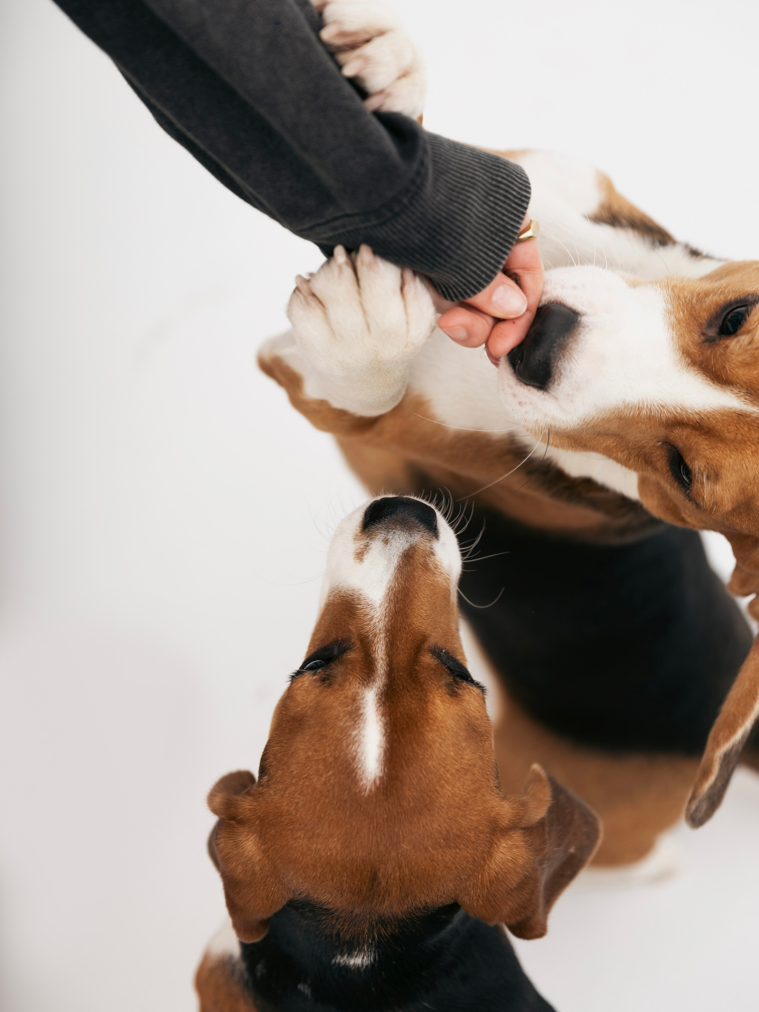 Биглемания. DRIPSTOCK MAG