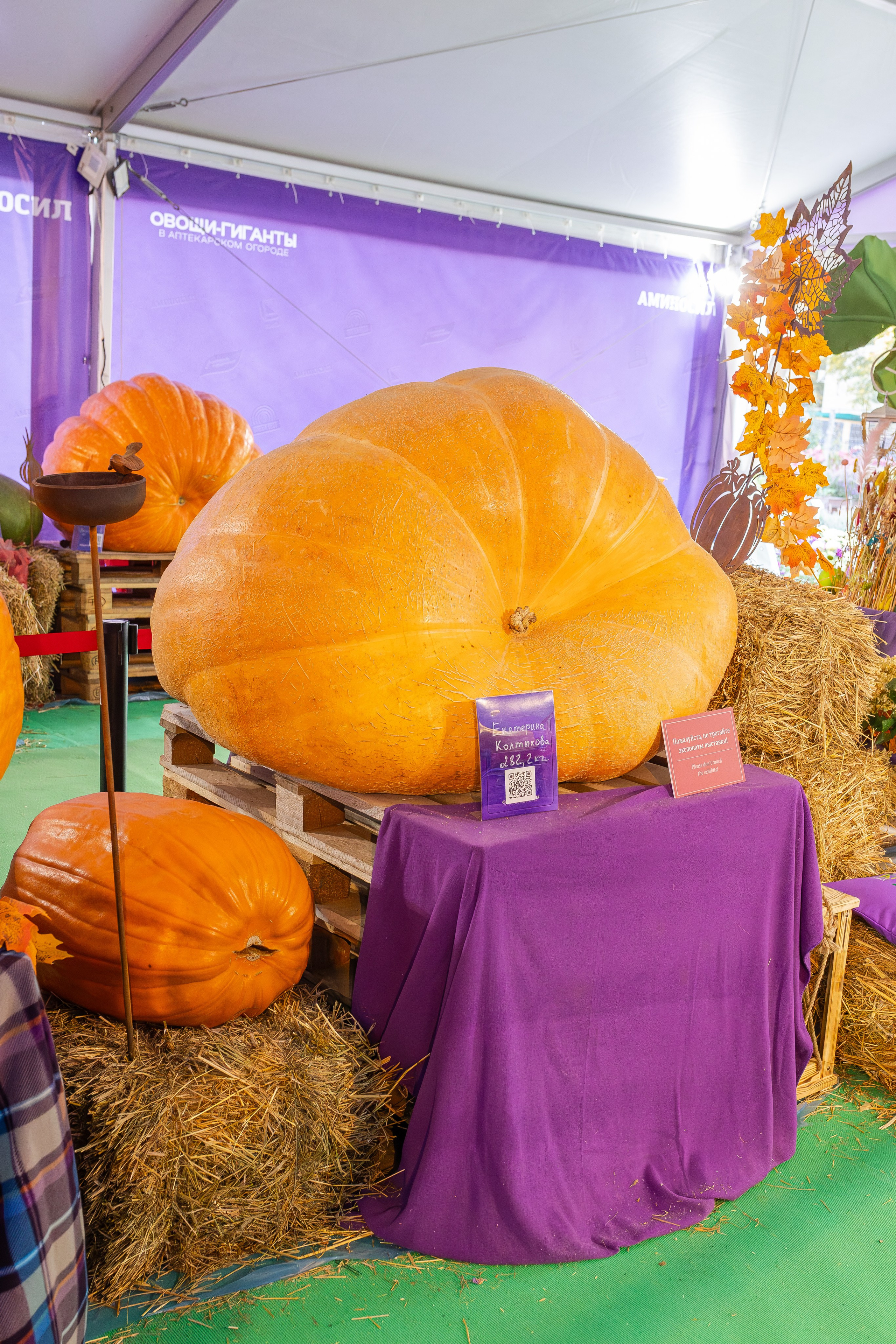 Овощи-гиганты. Александра Куликова фотограф, Москва