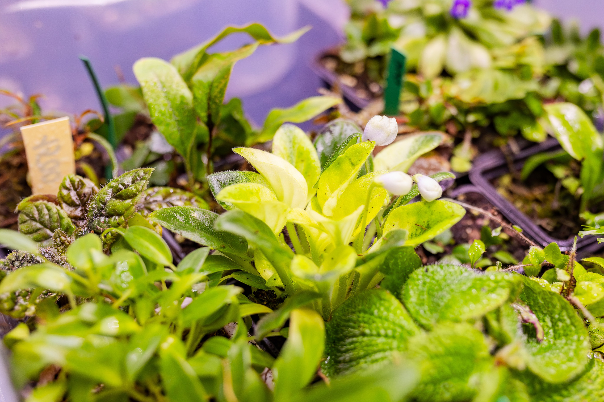 Орхидиум сентябрь 2025. Александра Куликова фотограф, Москва