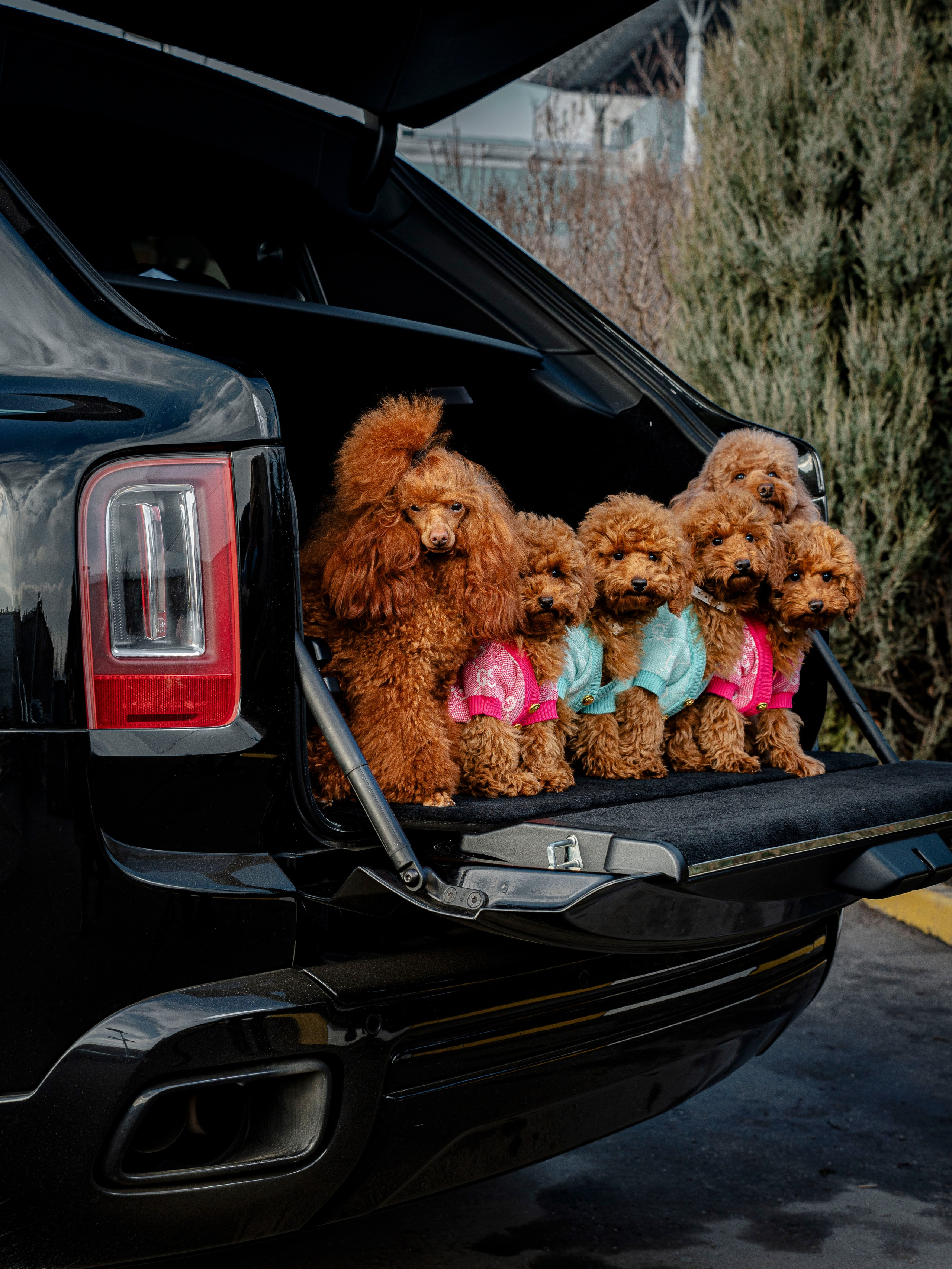 Rols Dogs. Портретный фотограф Москва Белогорцев Сергей