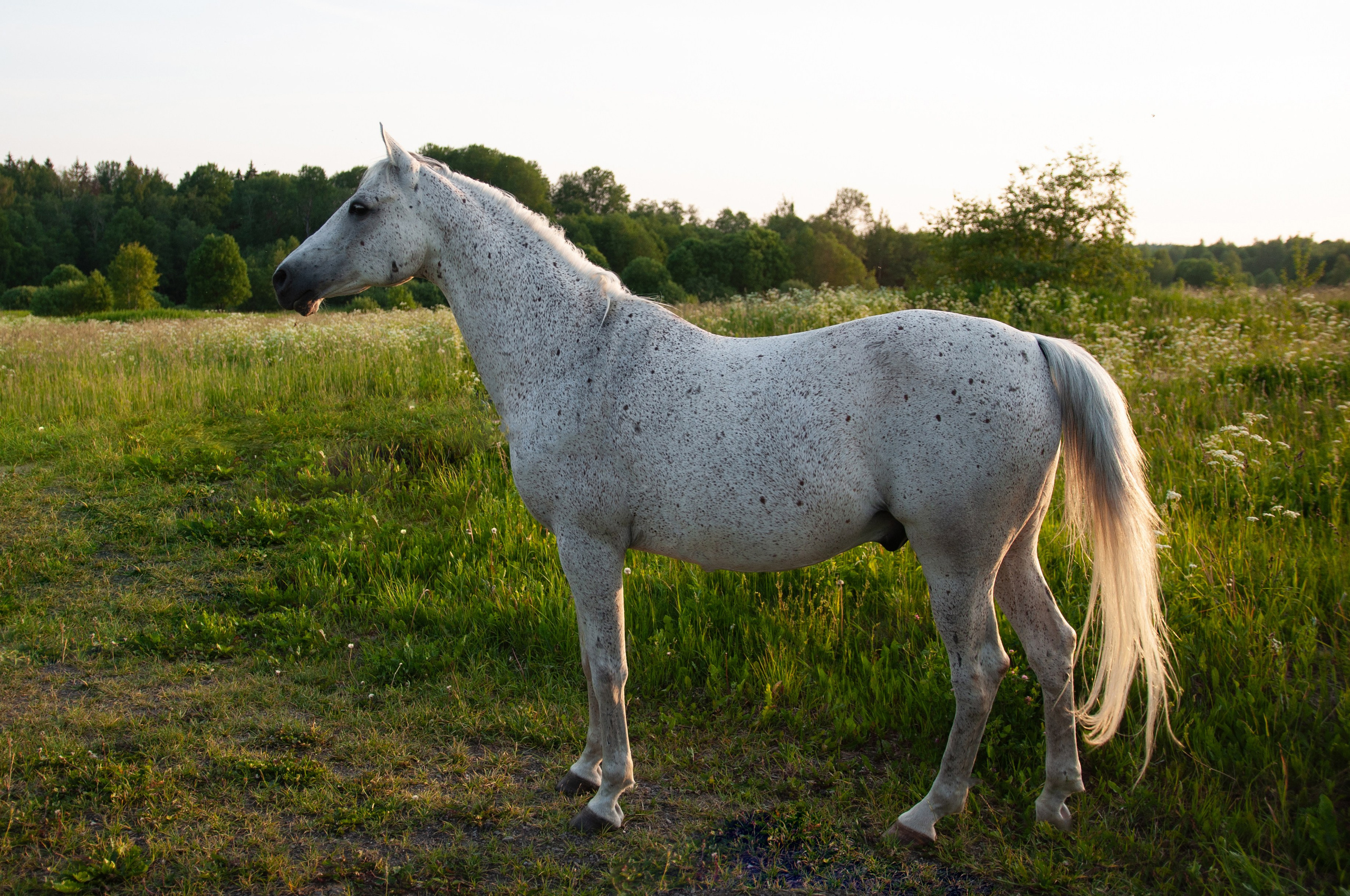 Даша и Персик