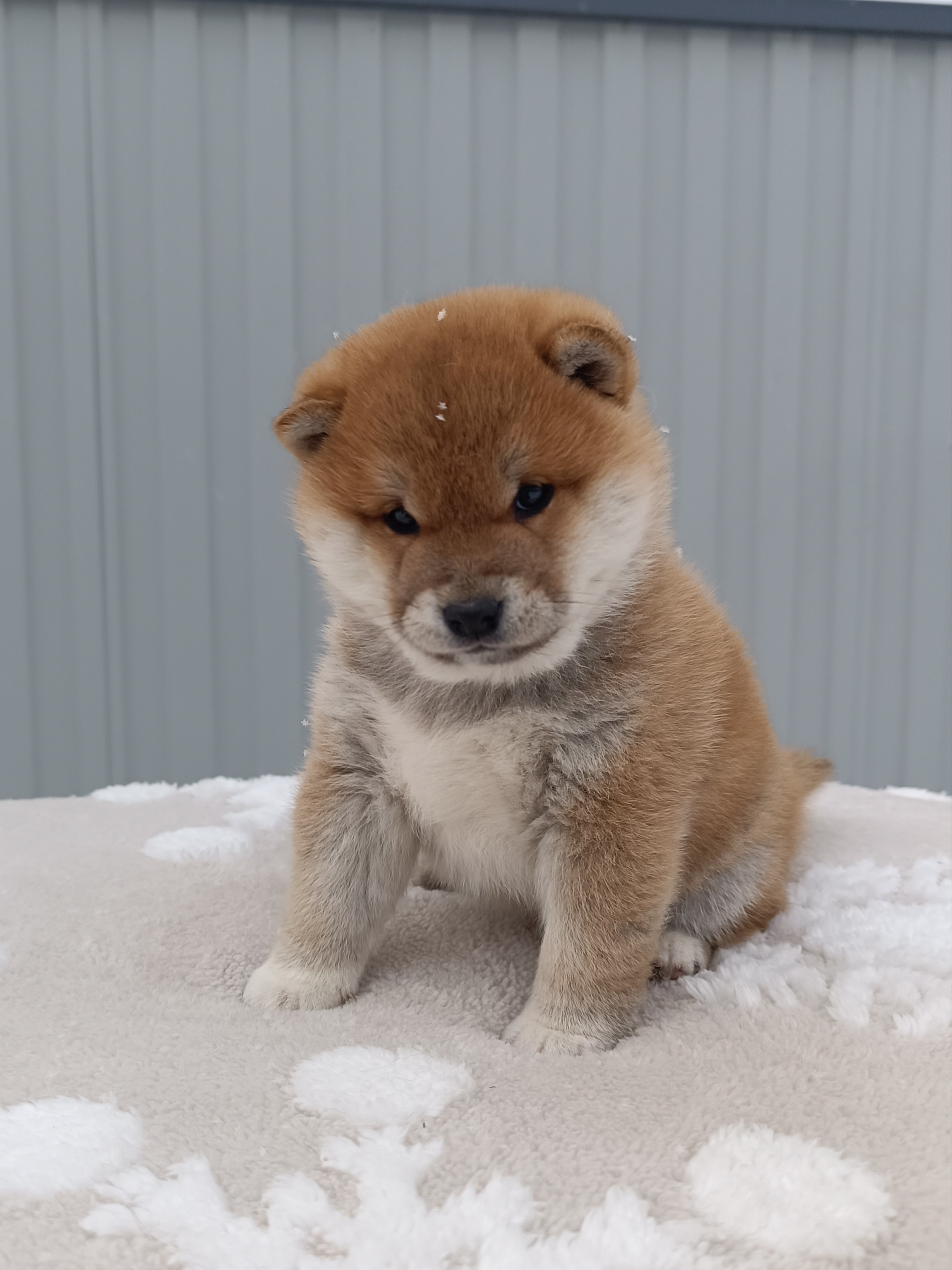 сиба питомник Рубилайт щенки на продажу rubylight  сиба щенки купить СПб Санкт-Петербург 