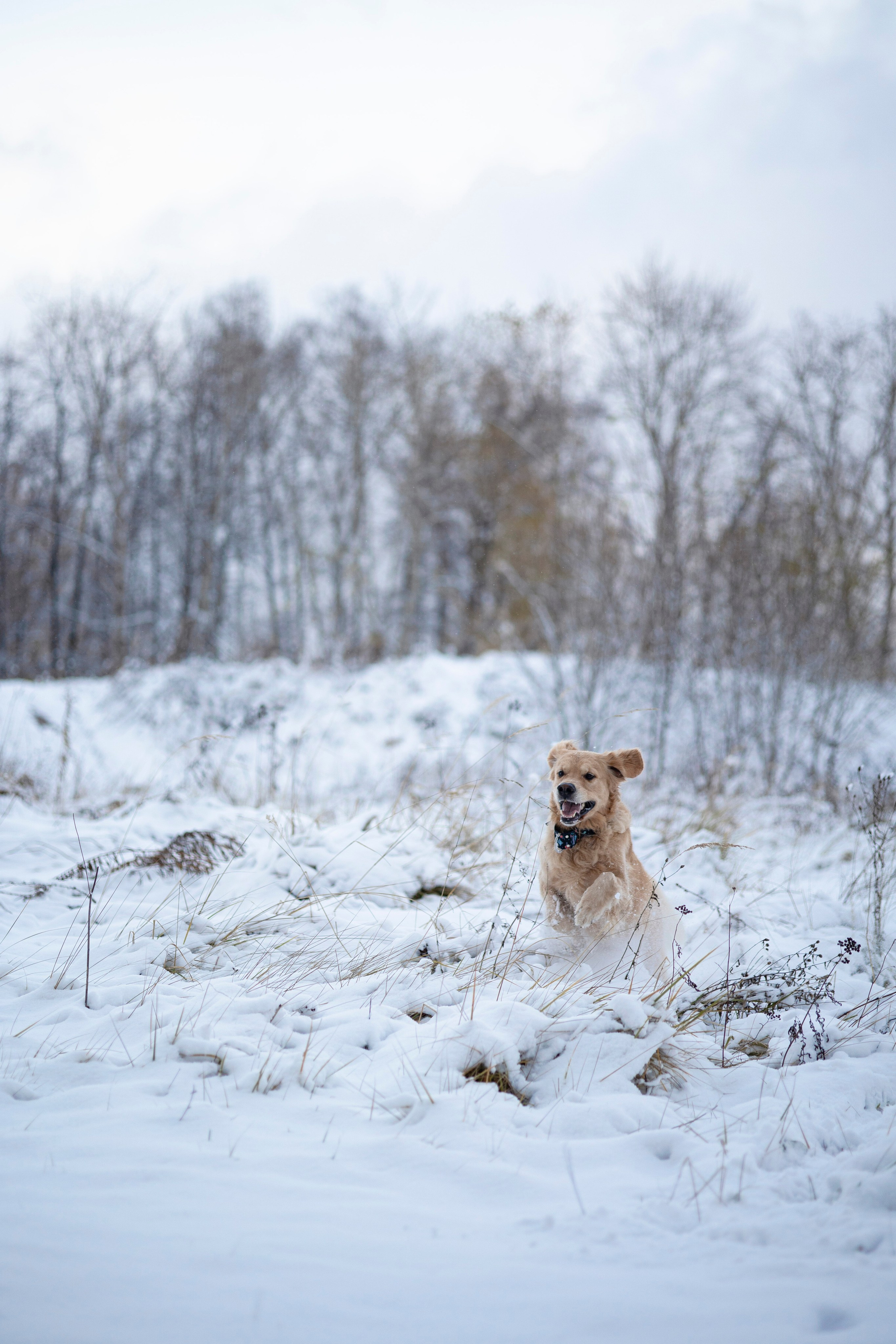 Съемка с собакой. Анастасия Белаш