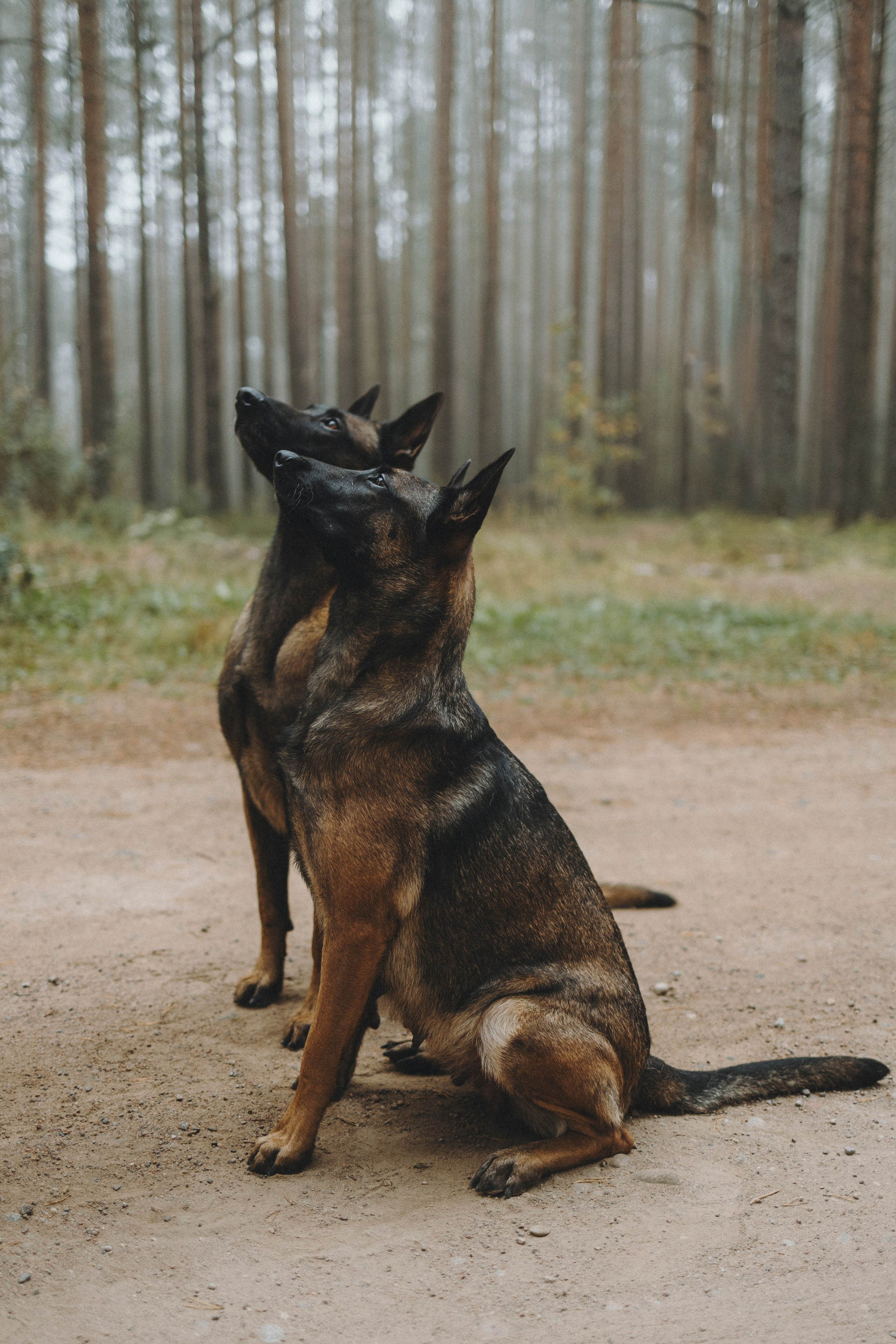 Рики и Цедра. Фотограф-анималист Анна Маринич