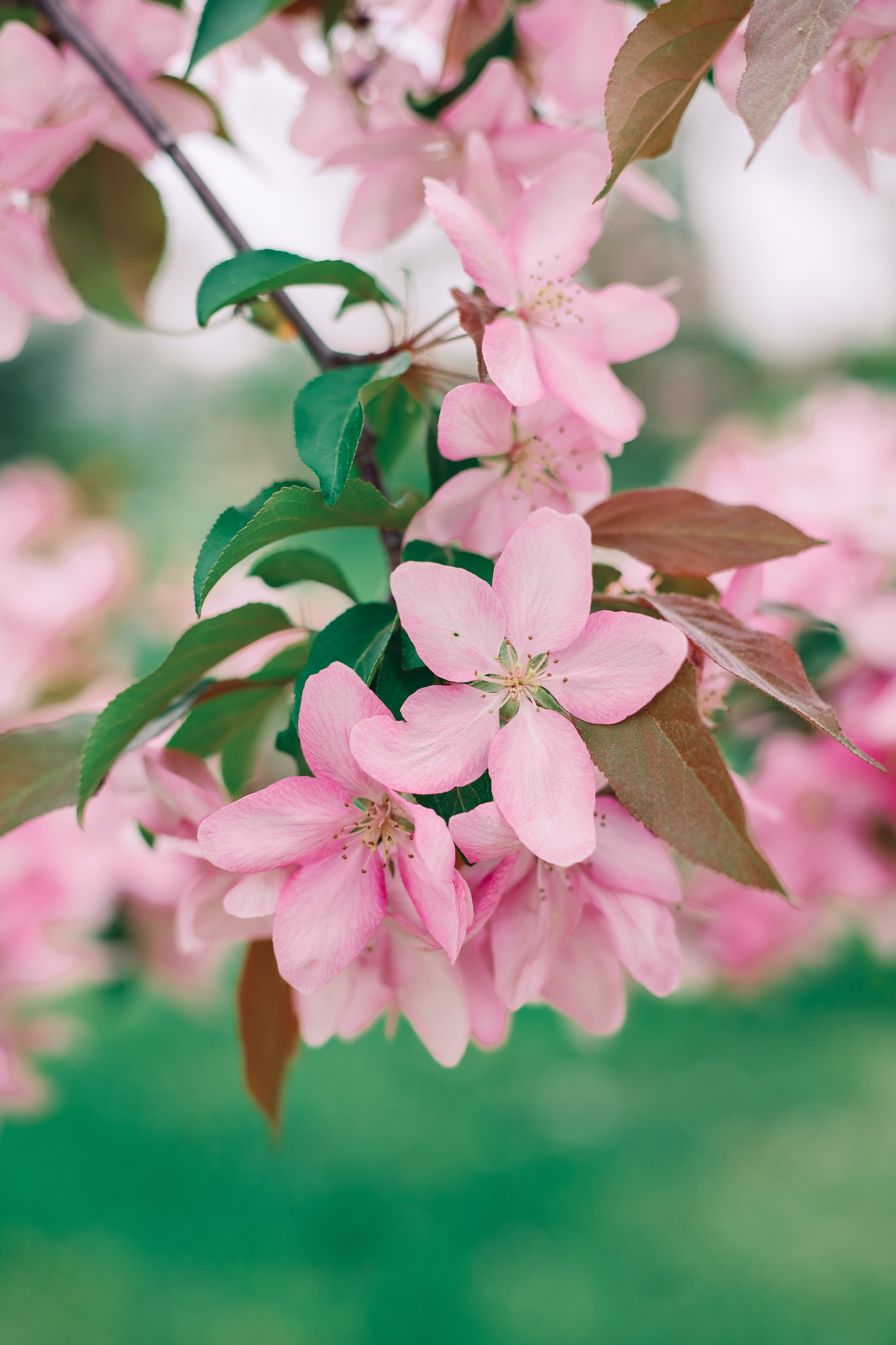 Фотосессия мамы и дочки цветение — Муринский парк. Фотограф в Санкт-Петербурге, Анна Скворцова
