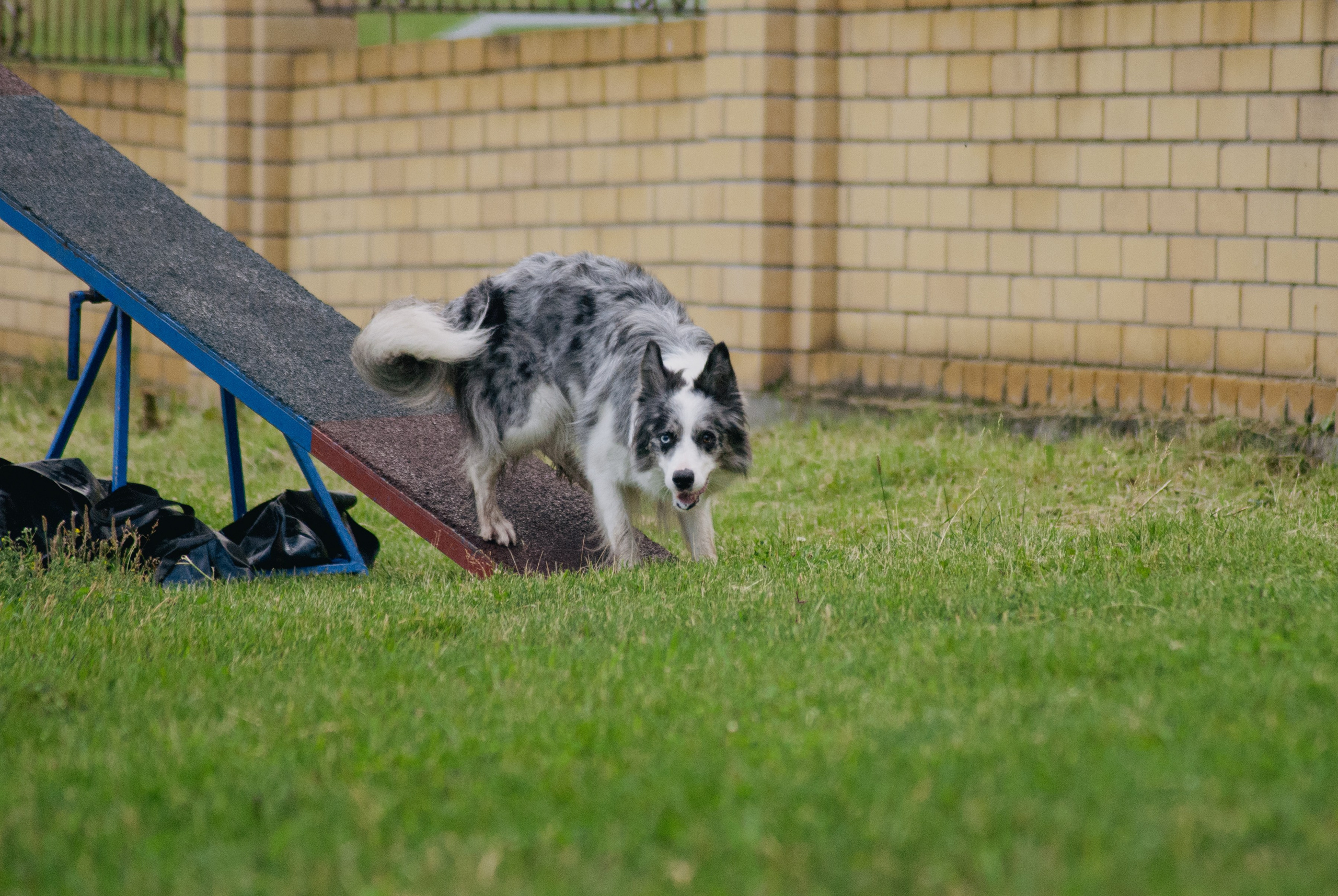 Аджилити. Фотограф в Тюмени Лизавета Сапицкая