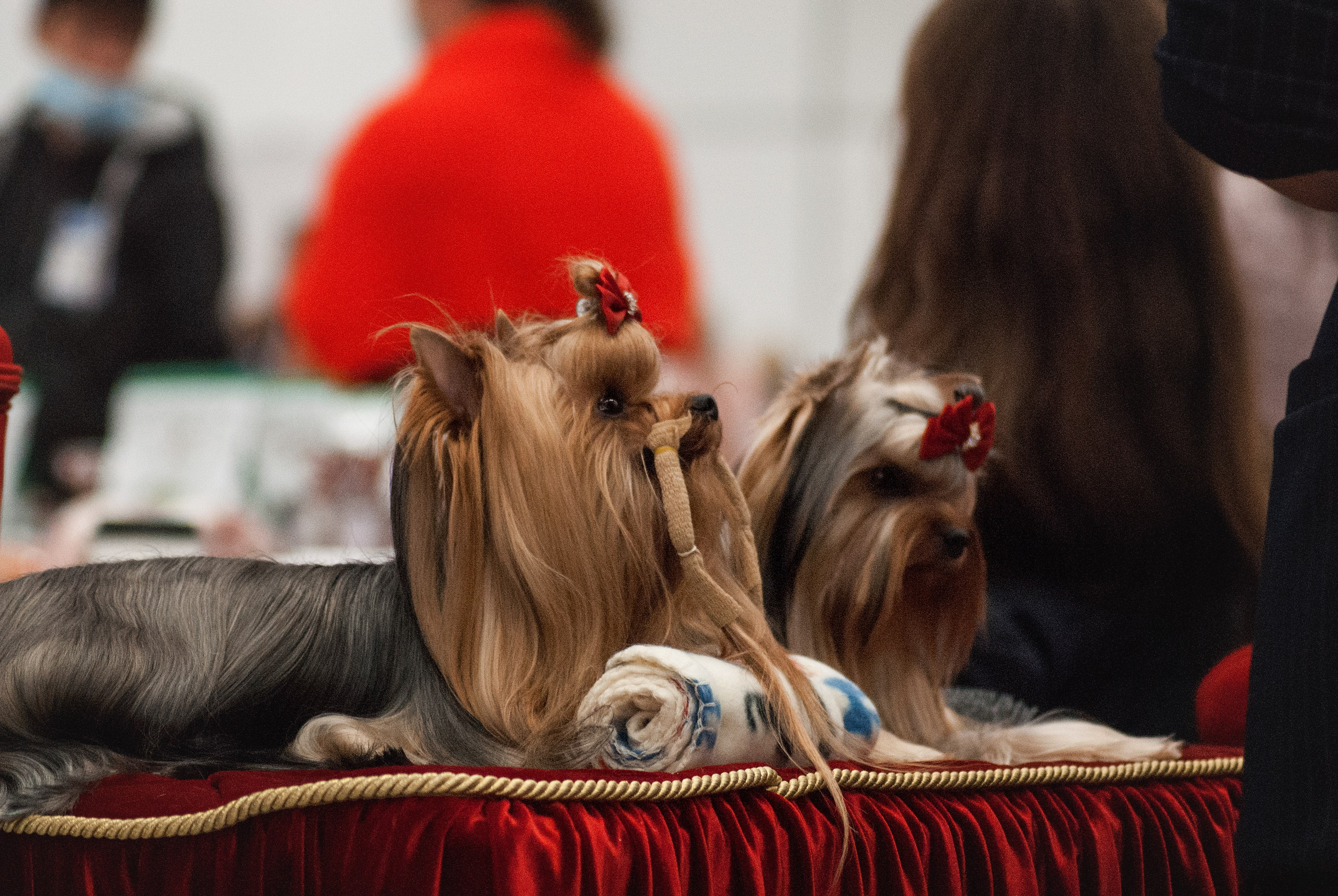 Шоу. Фотограф в Тюмени Лизавета Сапицкая
