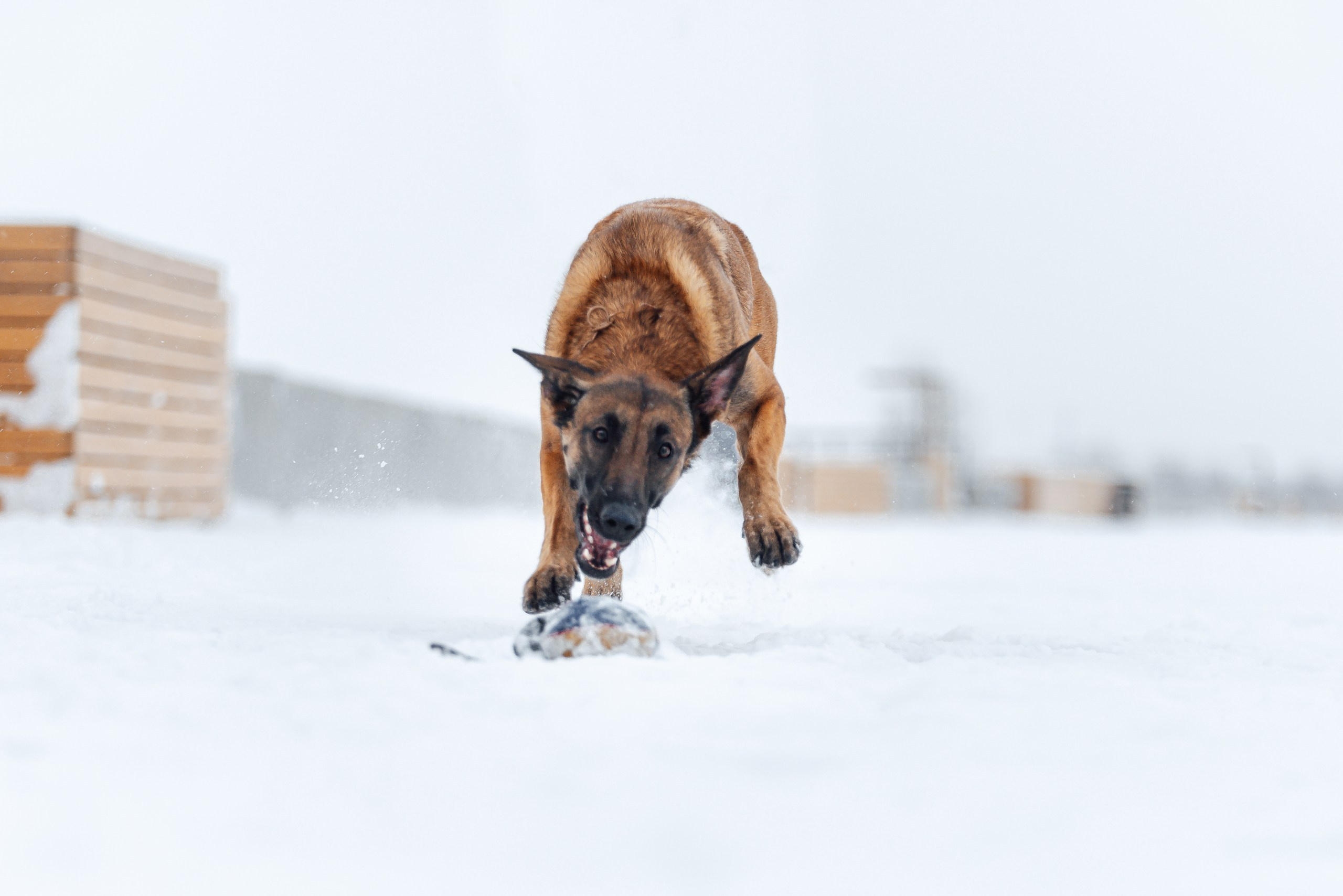 Кристина и Зума. Фотограф-анималист Анастасия Парфенова|Екатеринбург